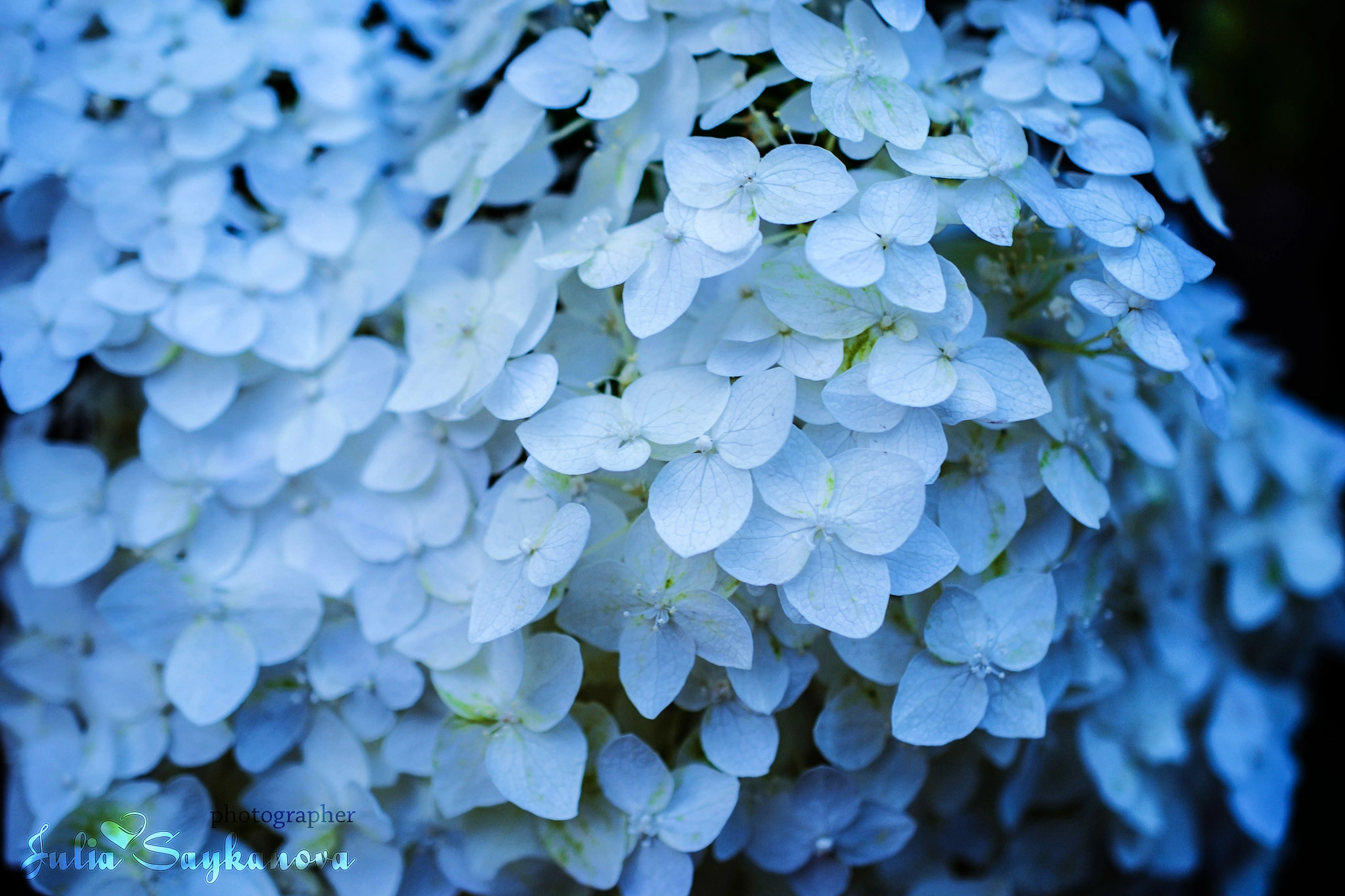 Nikon AF-S DX Micro Nikkor 40mm F2.8 sample photo. Гортензия / hydrangea photography