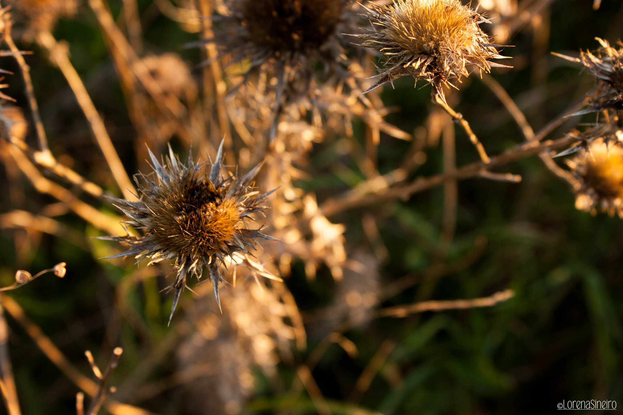 Canon EOS 1000D (EOS Digital Rebel XS / EOS Kiss F) sample photo. Dry flowers at the summer's end photography