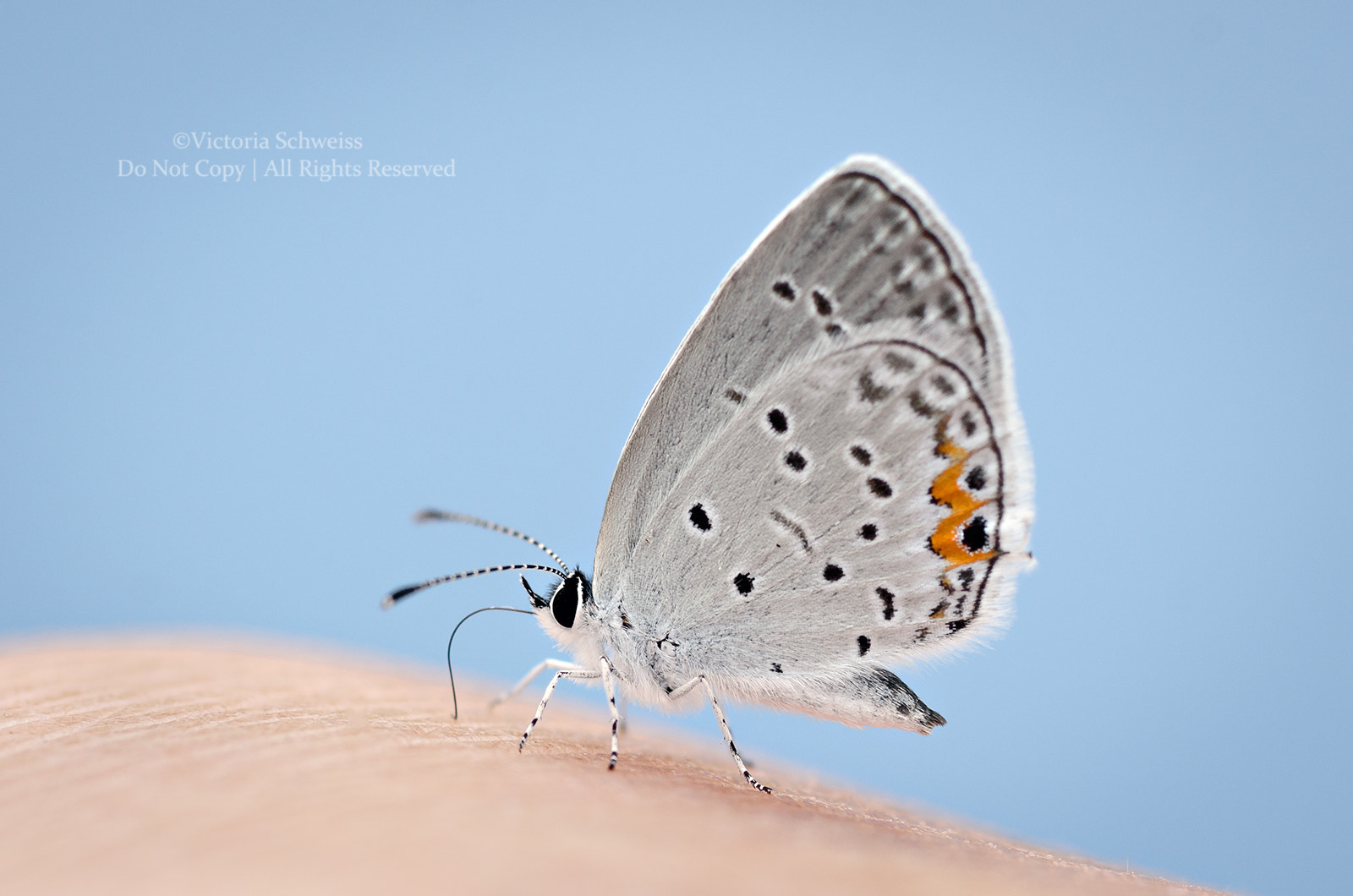 Nikon D7000 + Nikon AF-S Micro-Nikkor 105mm F2.8G IF-ED VR sample photo. Eastern tailed blue butterfly photography