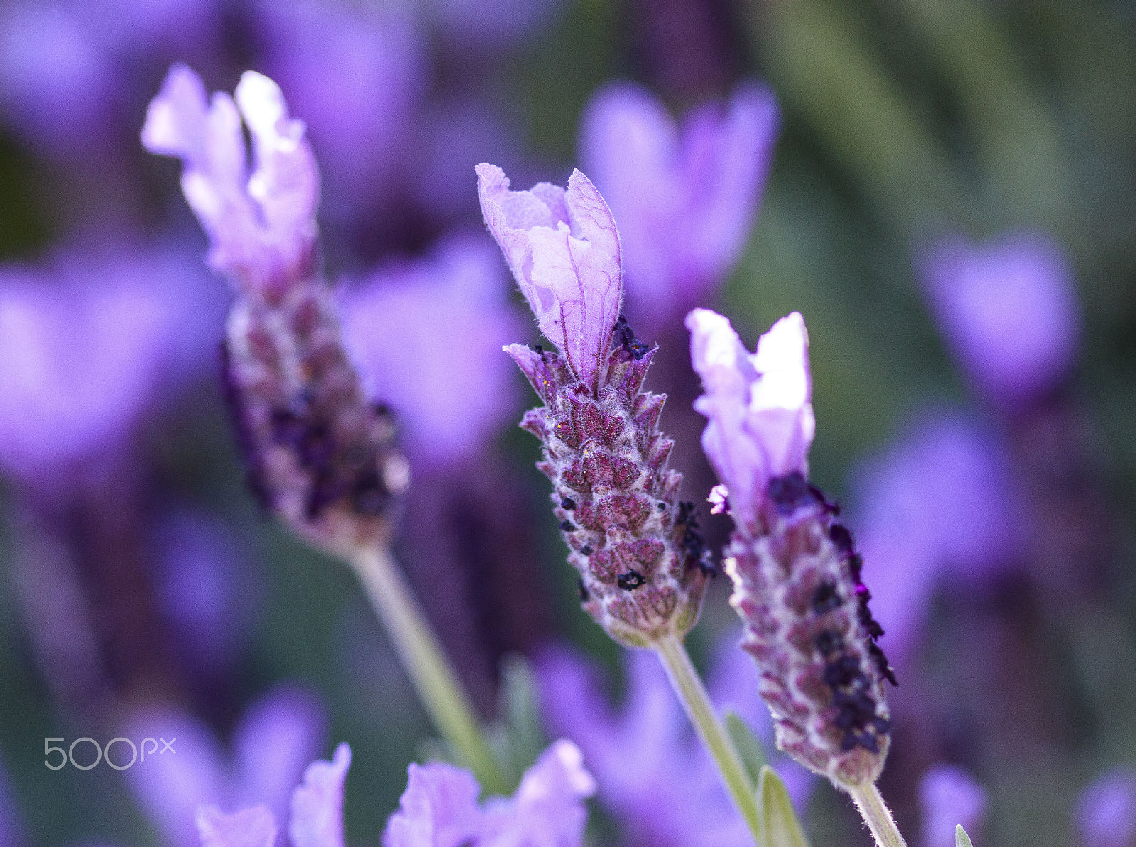 Canon EF 100mm F2.8 Macro USM sample photo. Lavenders photography