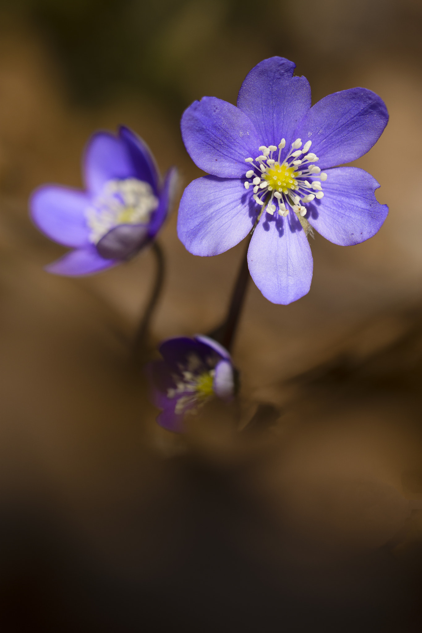 Nikon D7200 sample photo. Anemone epatica photography