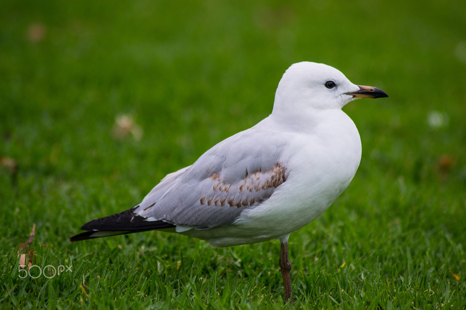 Nikon D3100 sample photo. Silver gull photography