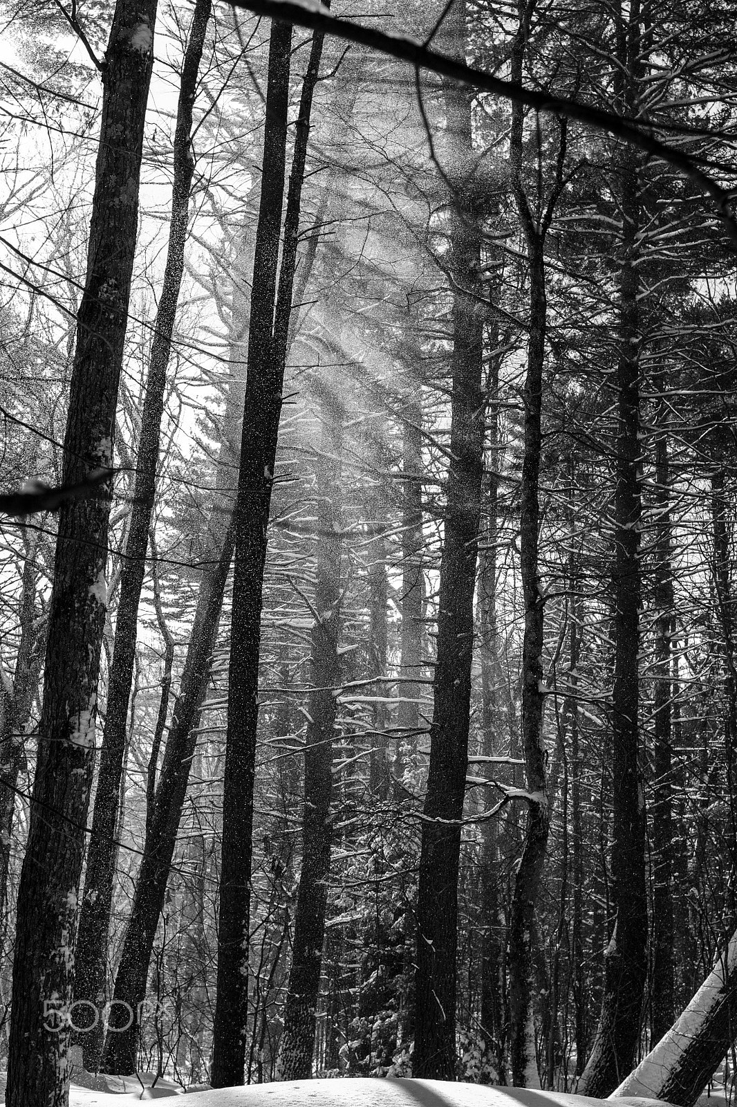 Canon EF 35mm F2 sample photo. Trees and snow photography