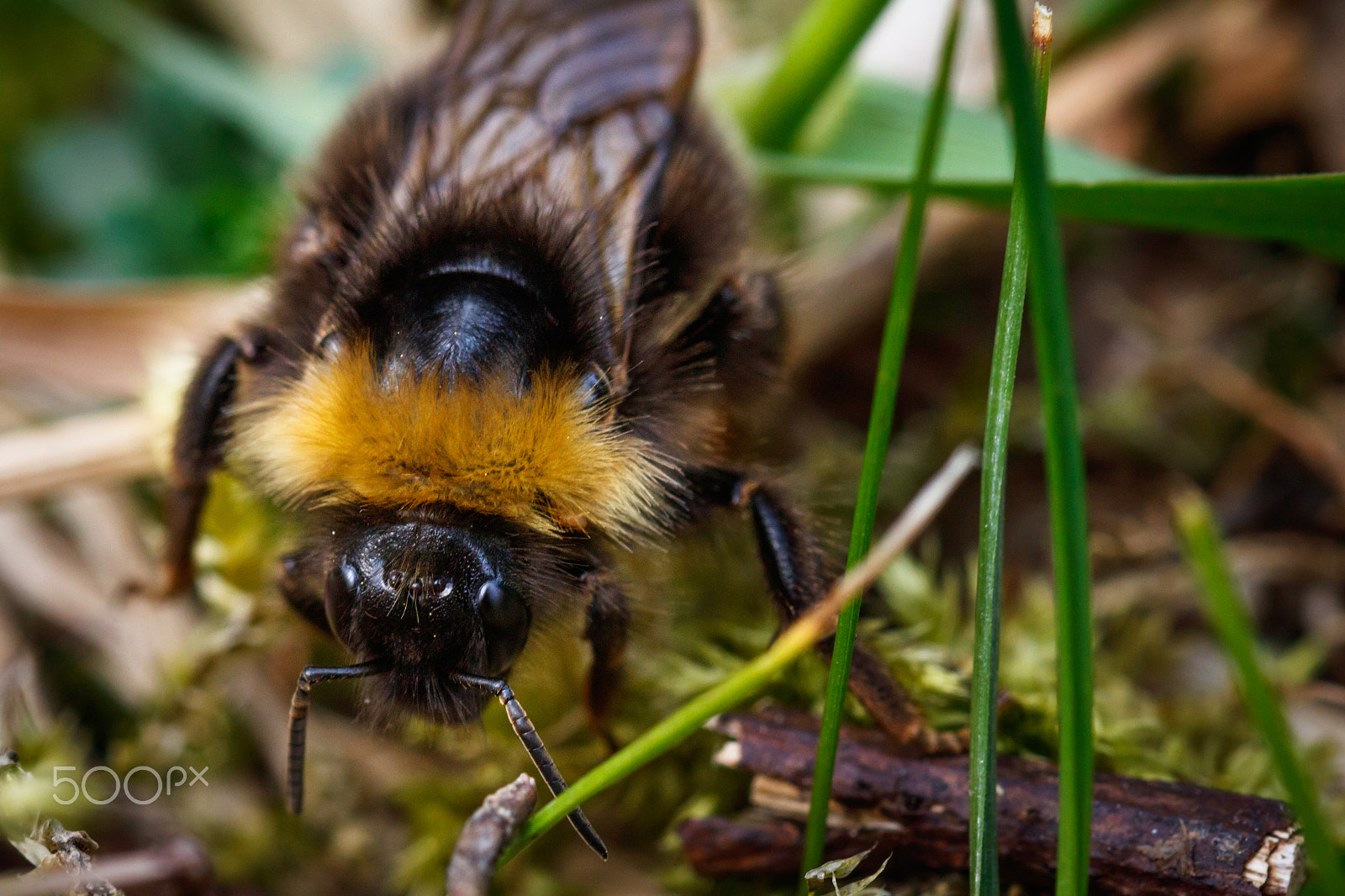 Canon EOS 750D (EOS Rebel T6i / EOS Kiss X8i) + Sigma 105mm F2.8 EX DG OS HSM sample photo. Bumblebee photography