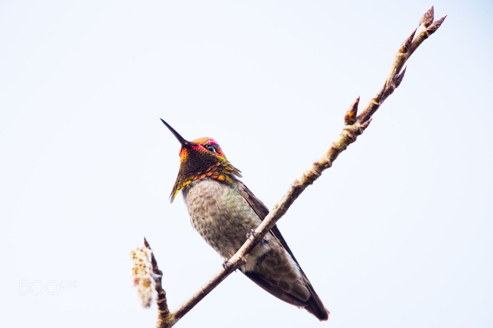 Nikon D750 sample photo. Hummingbird photography