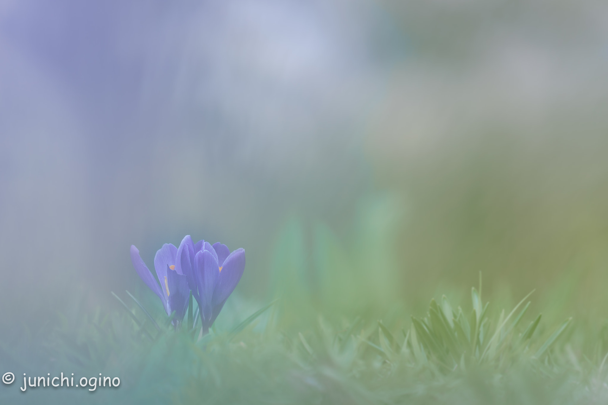 Sony Sonnar T* 135mm F1.8 ZA sample photo. Be covered with light and feel gentle photography