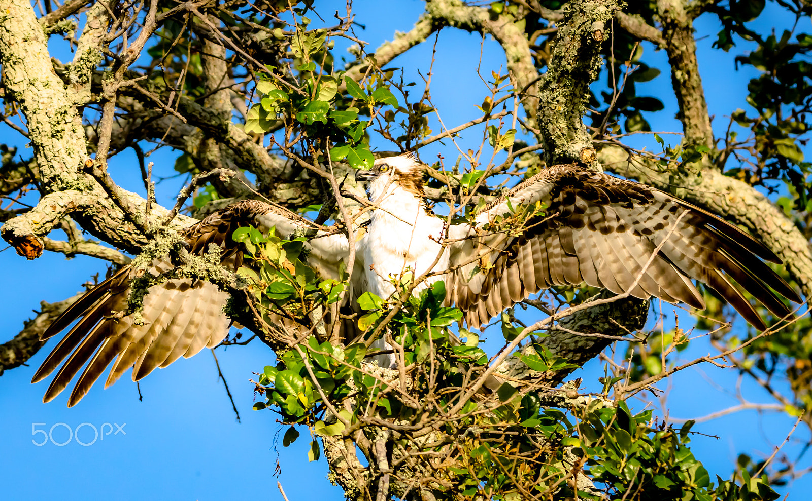 Tamron SP 150-600mm F5-6.3 Di VC USD sample photo. Real osprey photography