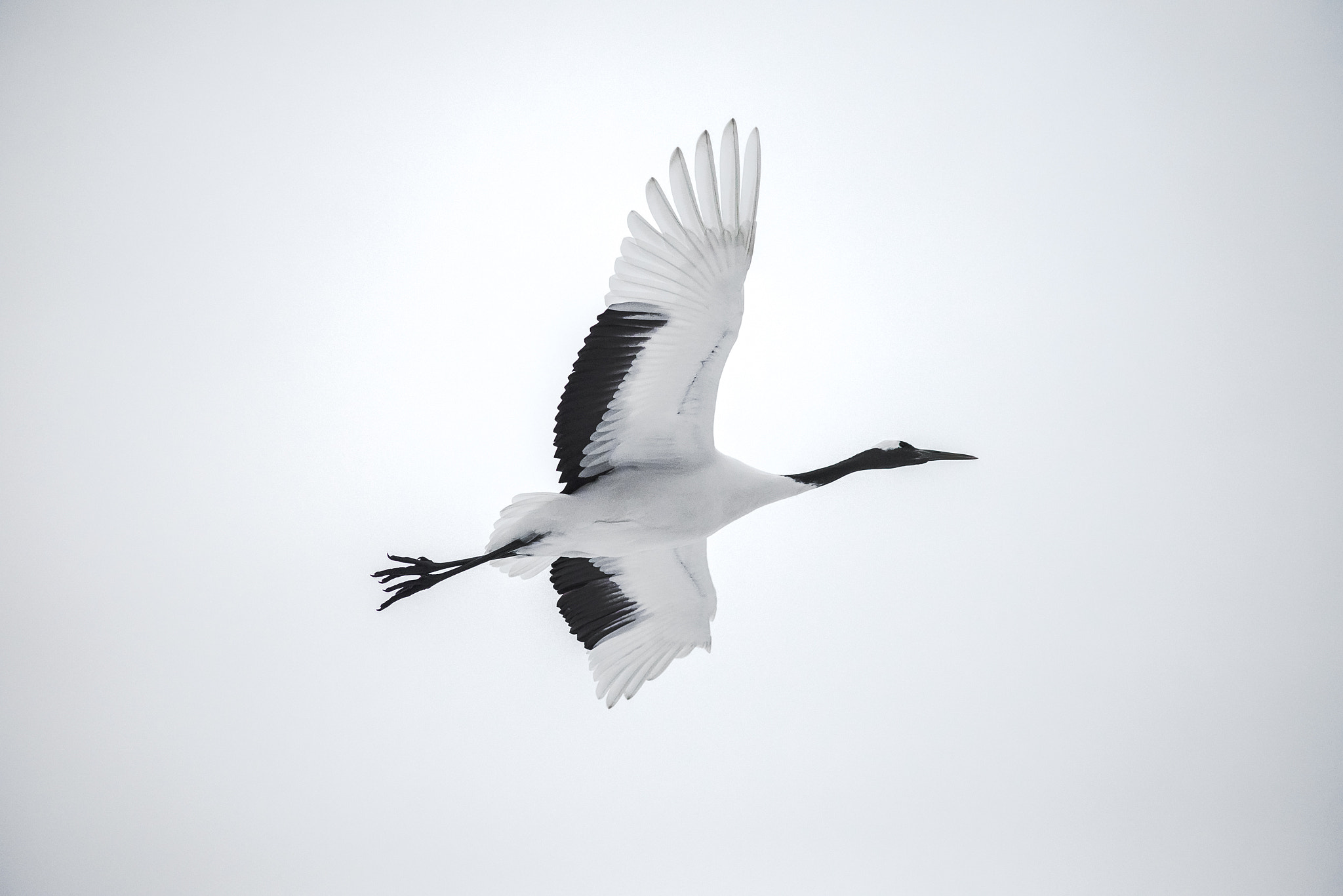 Nikon D600 + AF Nikkor 70-210mm f/4-5.6D sample photo. Flying photography