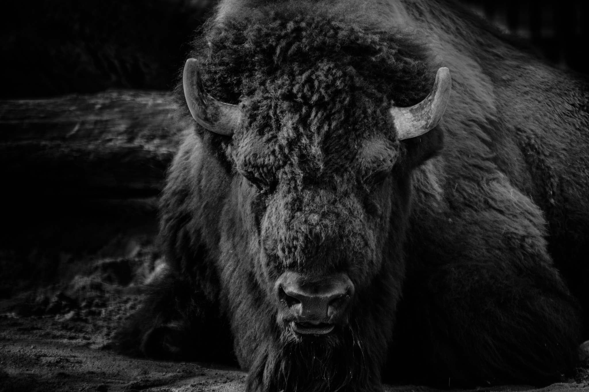 Canon EF 70-200mm F2.8L USM sample photo. Bison bw photography
