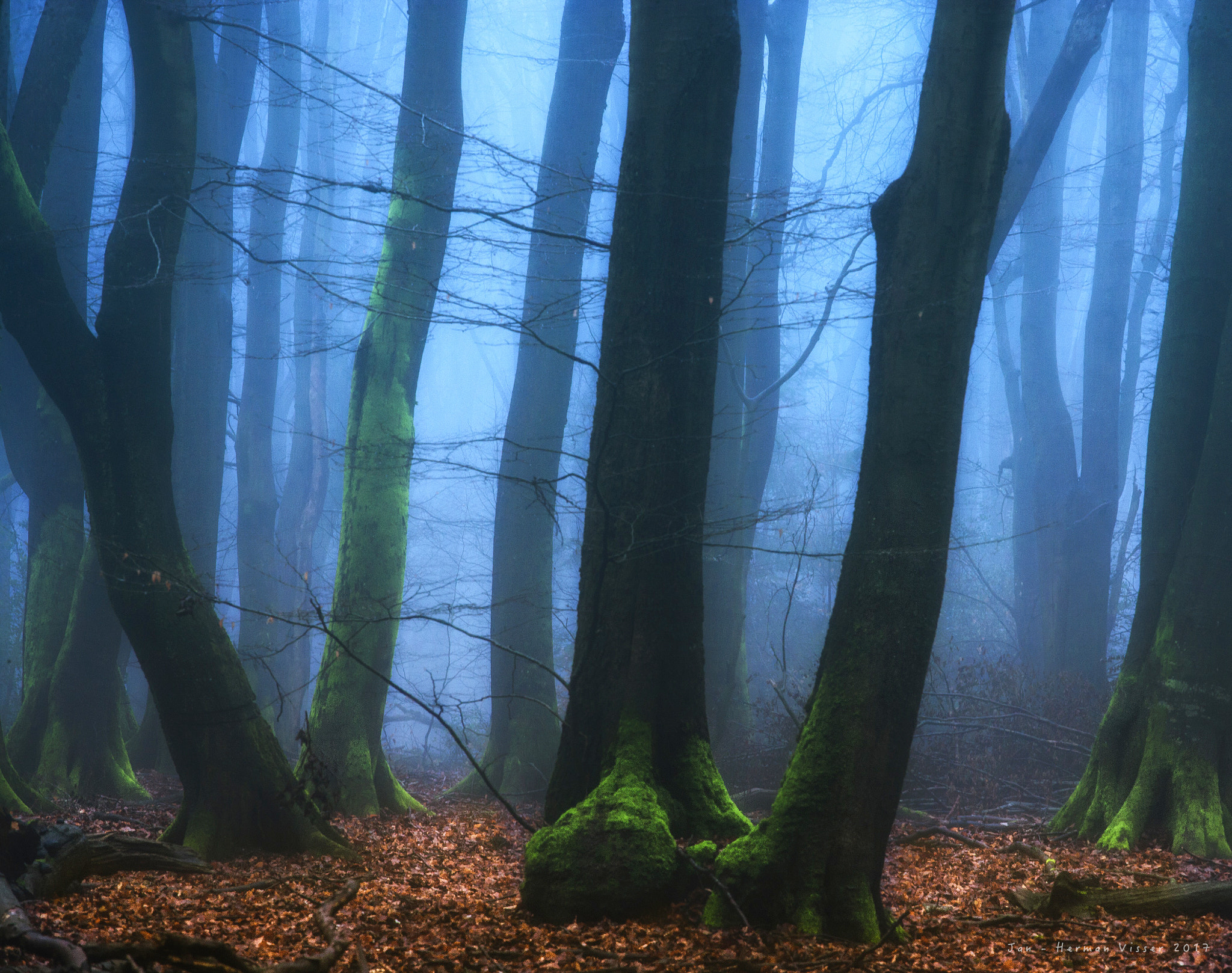 Canon EOS-1Ds Mark II sample photo. Into the deep blue forest photography