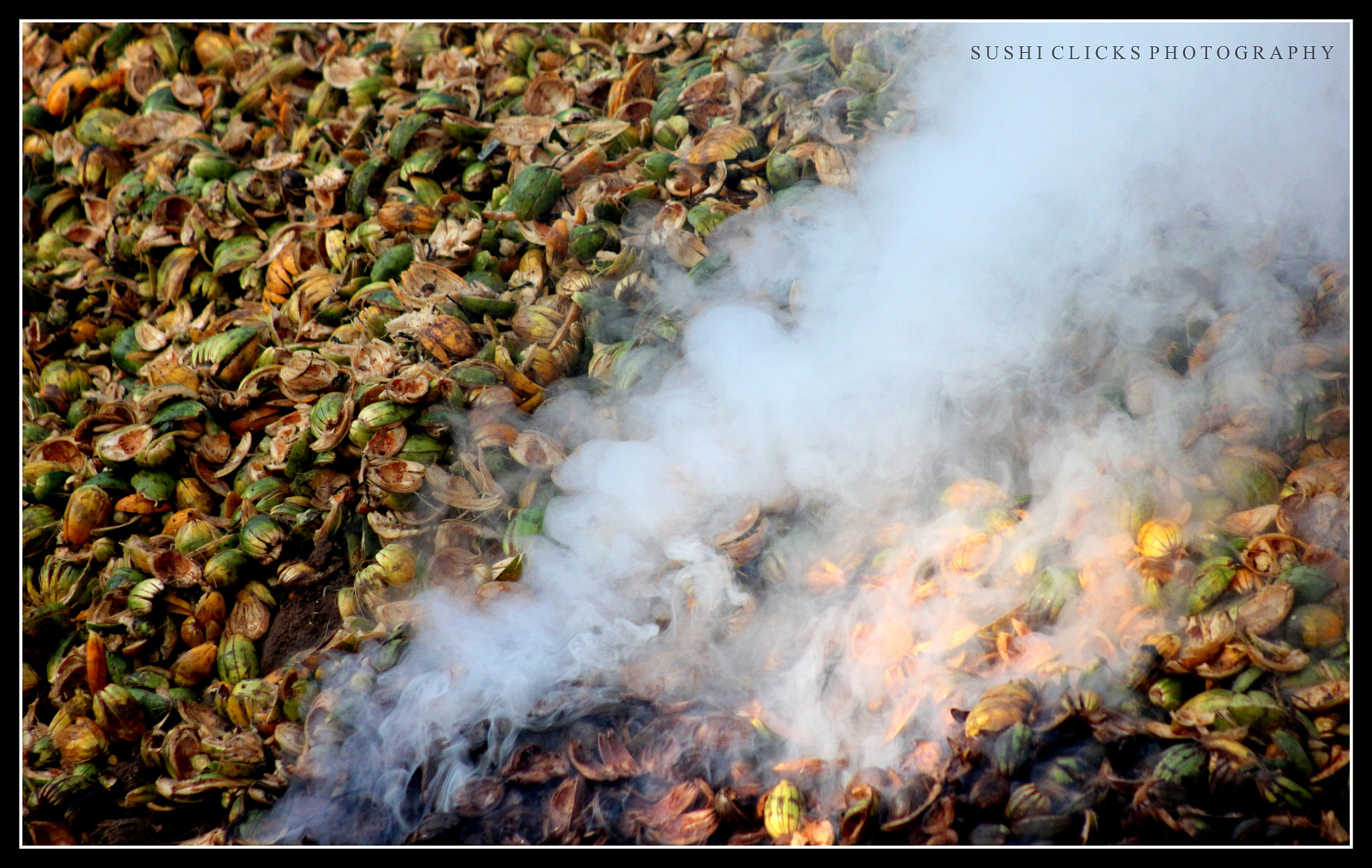 Canon EF 75-300mm f/4-5.6 USM sample photo. Disposal of aracnut residue  photography