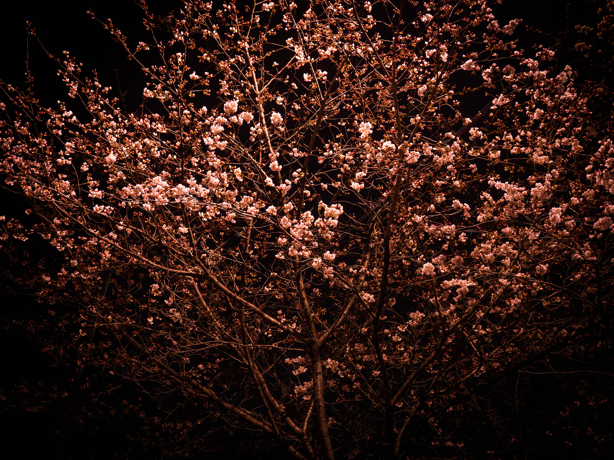 Olympus OM-D E-M1 Mark II + Panasonic Lumix G X Vario 12-35mm F2.8 ASPH Power OIS sample photo. Tree in the dark photography