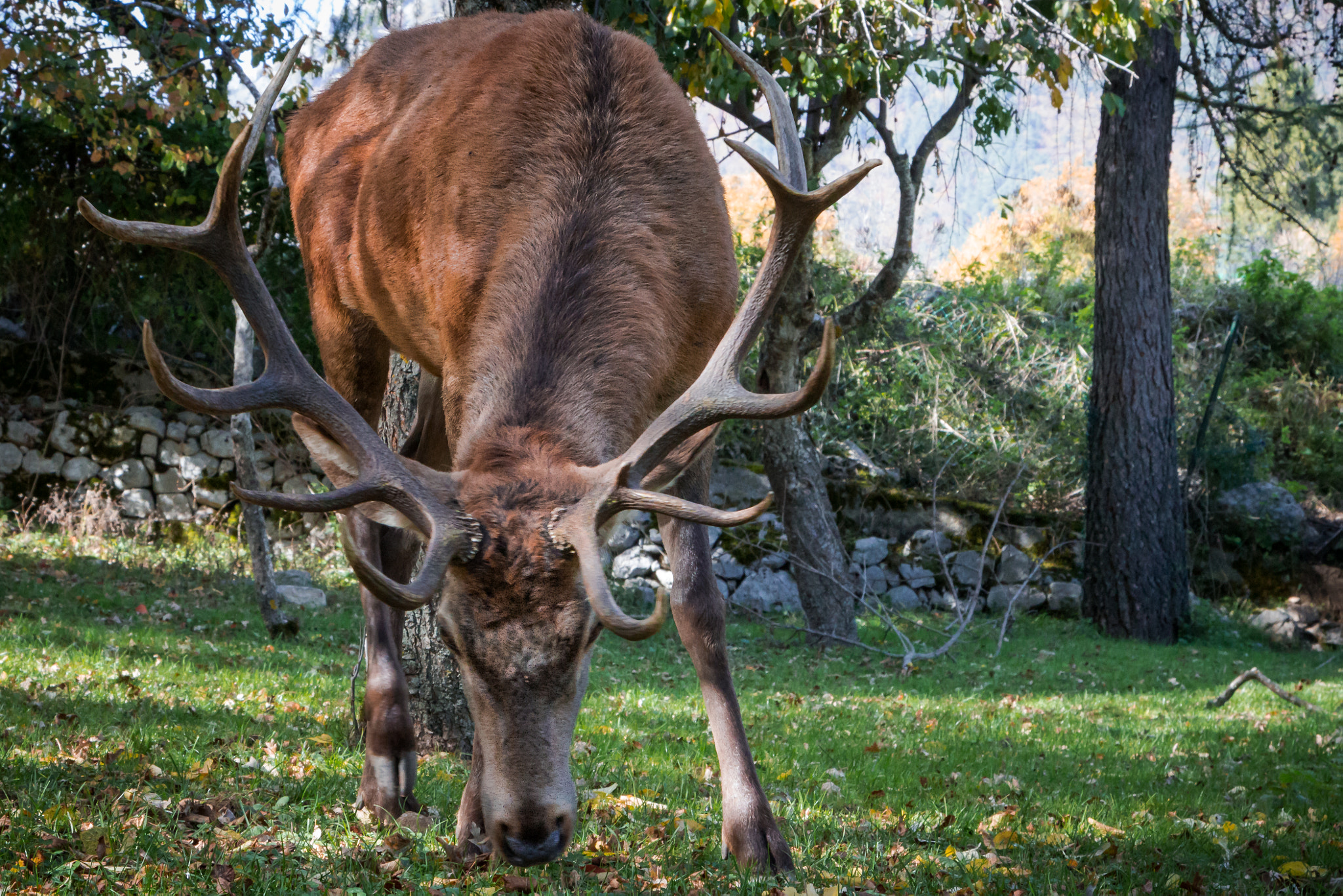 Canon EOS 600D (Rebel EOS T3i / EOS Kiss X5) sample photo. Deer photography