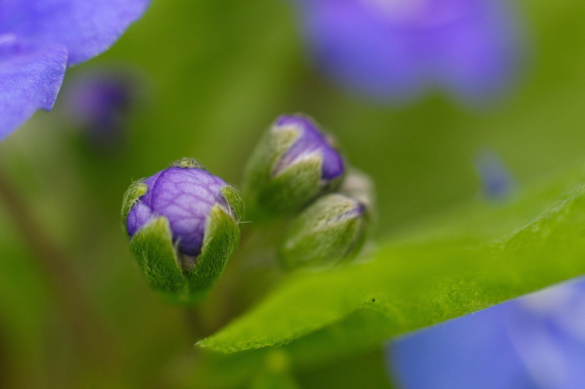 Canon EOS 600D (Rebel EOS T3i / EOS Kiss X5) sample photo. Closed flower photography