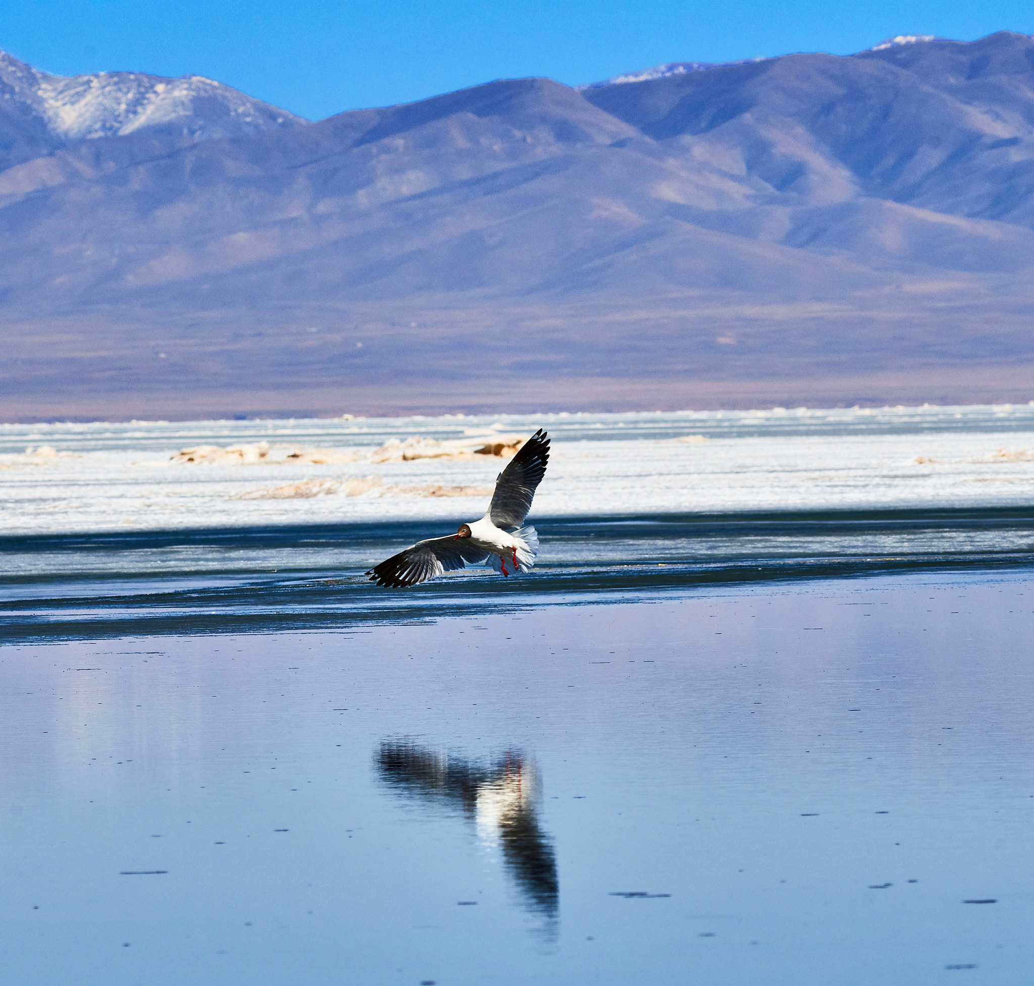 Nikon AF-S Nikkor 200-500mm F5.6E ED VR sample photo. Qinghai lake. they are coming back. photography