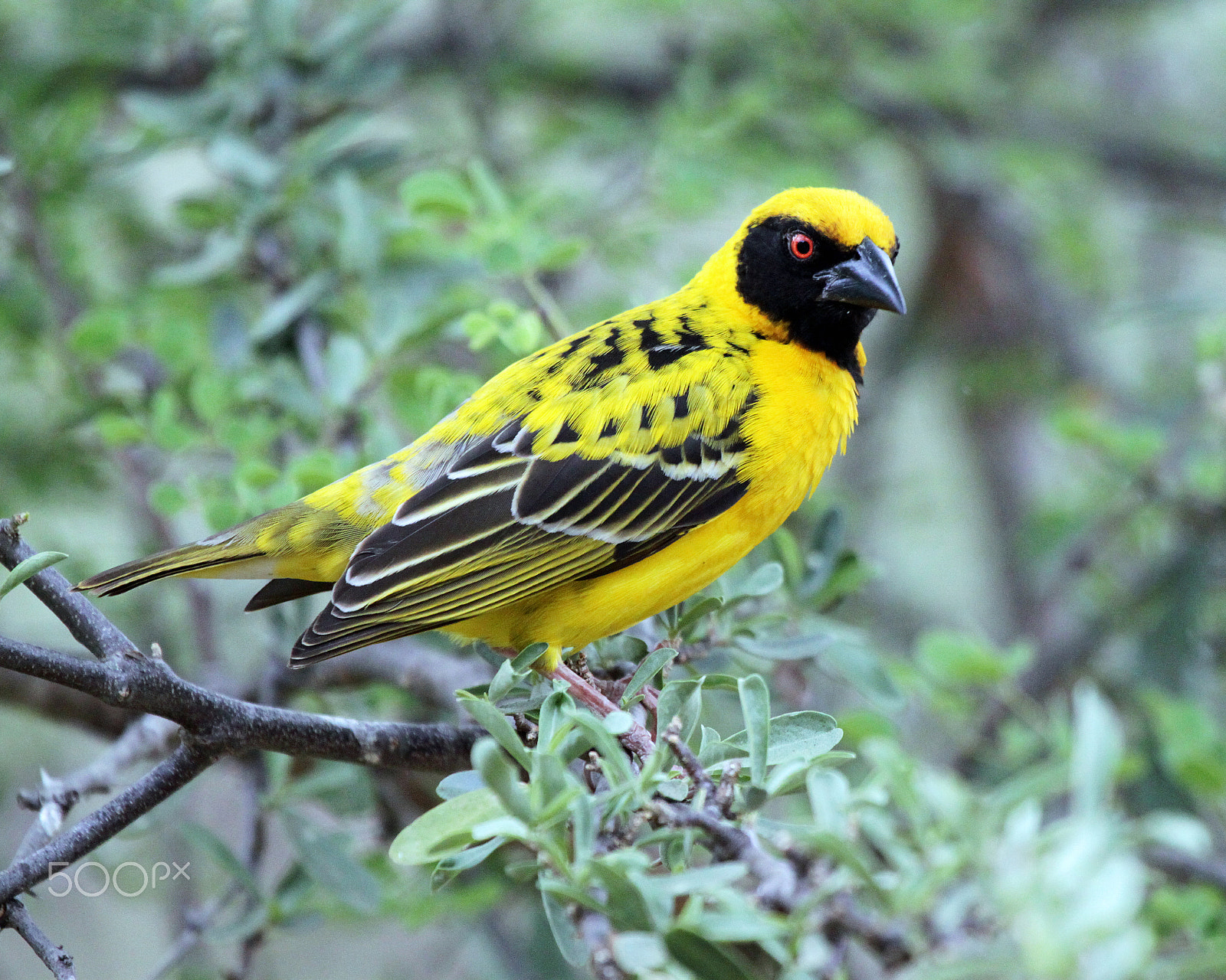 Canon EF 100-400mm F4.5-5.6L IS USM sample photo. Village weaver. male photography