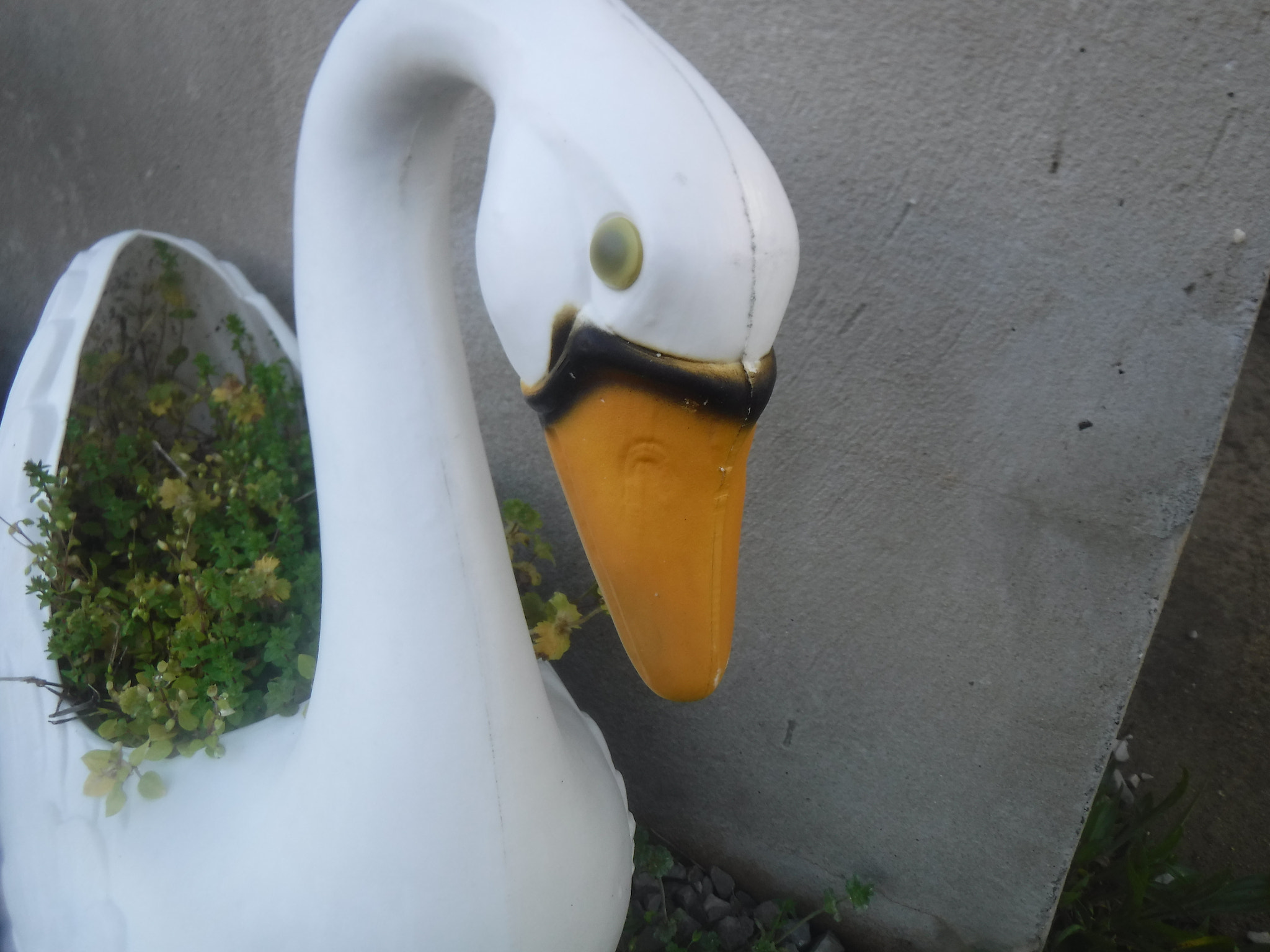 Fujifilm FinePix XP90 XP91 XP95 sample photo. [swan photography