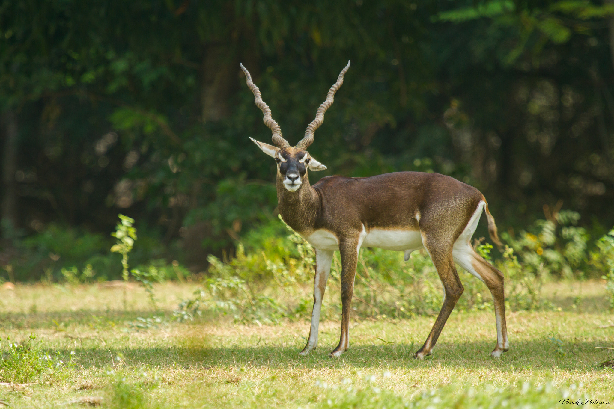 Canon EOS 7D + Canon EF 100-400mm F4.5-5.6L IS USM sample photo. Blackbuck photography