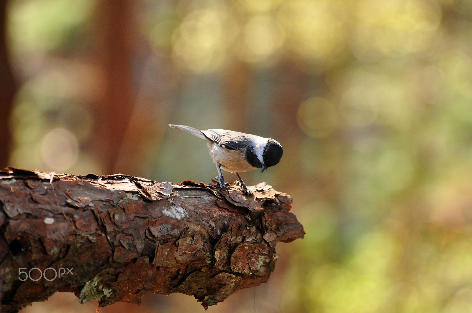 Nikon D90 sample photo. Curious chickadee inspecting photography