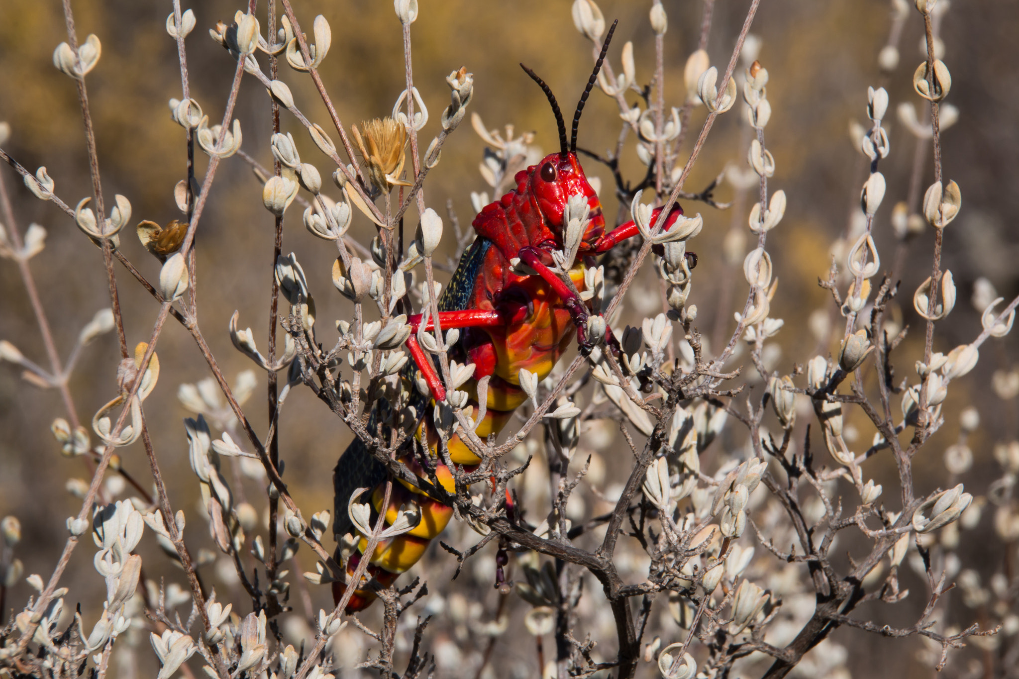 Sigma 18-250mm F3.5-6.3 DC OS HSM sample photo. Grasshoppers photography