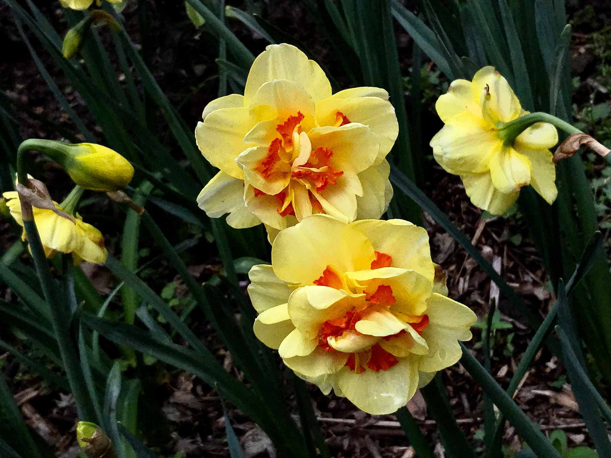 Apple iPhone9,1 sample photo. Narcissus pseudonarcissus 洋水仙 photography