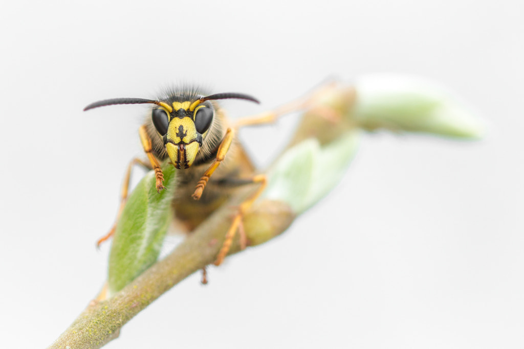 Canon EF 100mm F2.8L Macro IS USM sample photo. Was(u)p? photography
