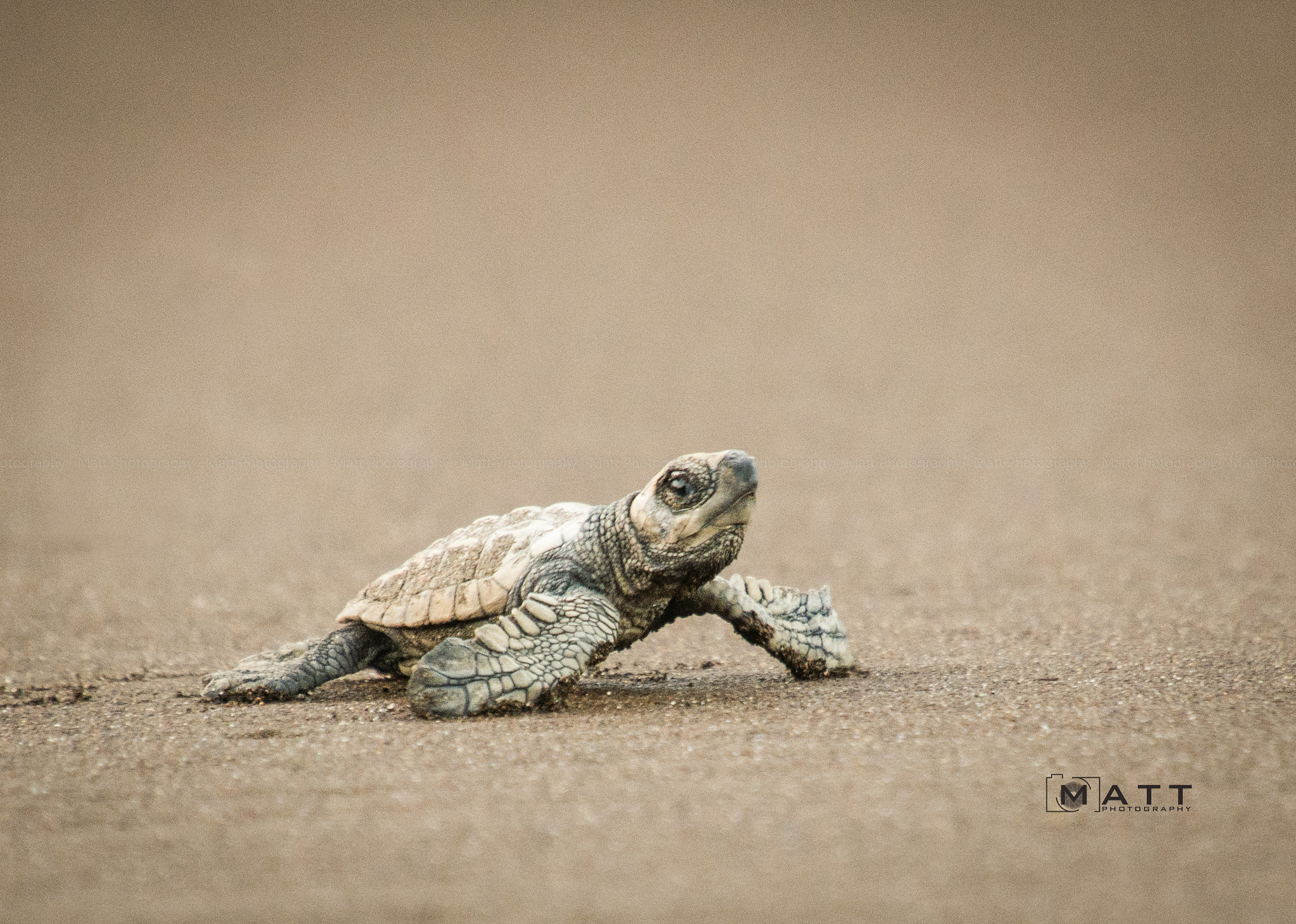 Nikon D7100 sample photo. Olive ridley turtle photography