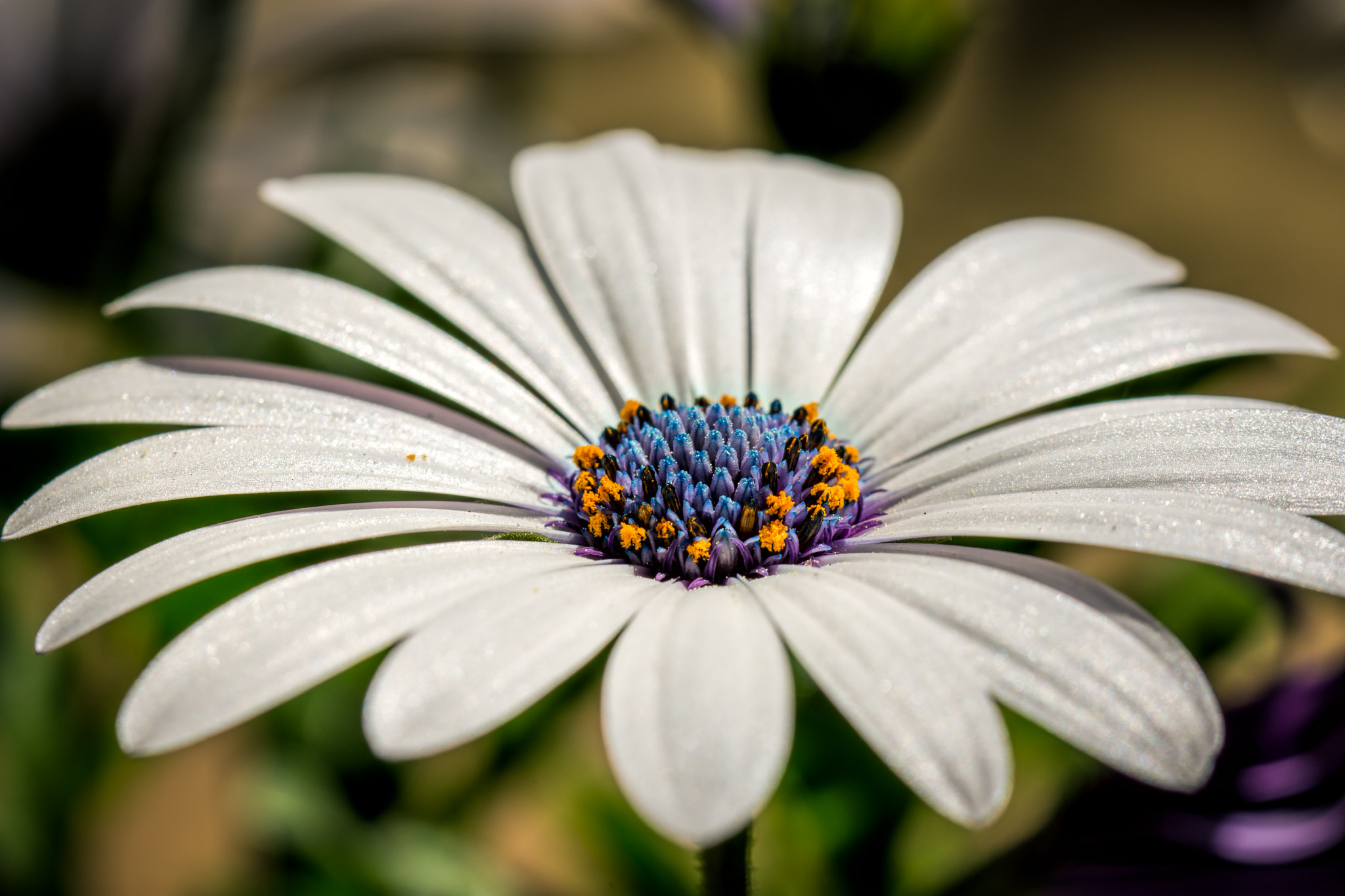 Nikon D7200 sample photo. Daisy on the sun photography