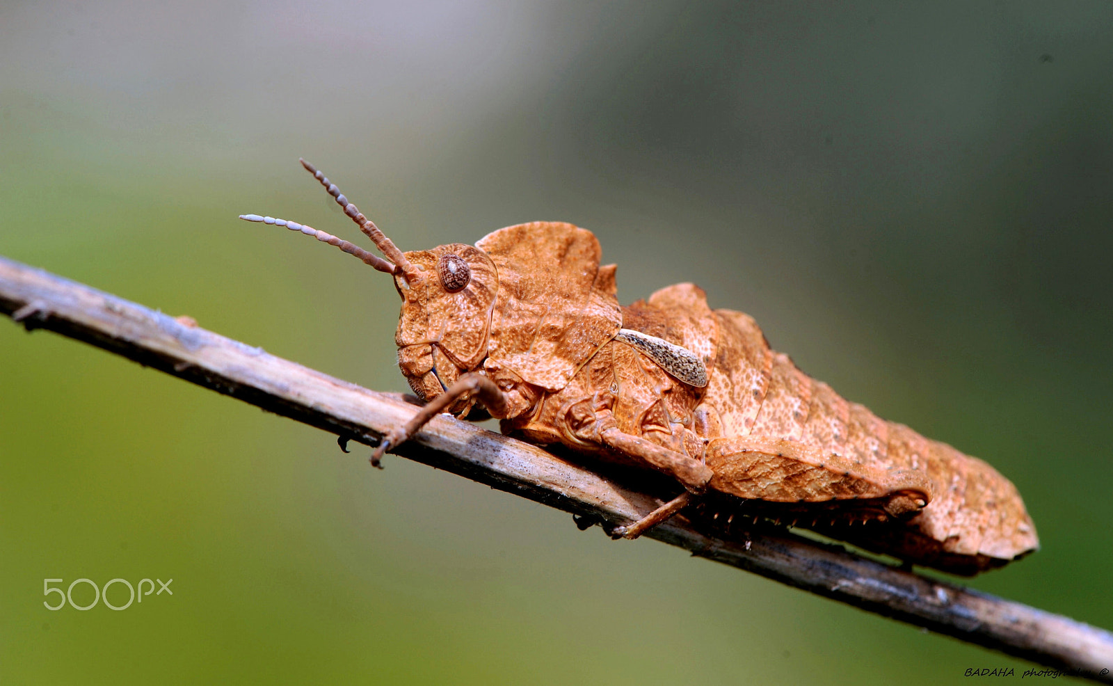 Nikon AF-S Micro-Nikkor 105mm F2.8G IF-ED VR sample photo. Yesterday hunting photography
