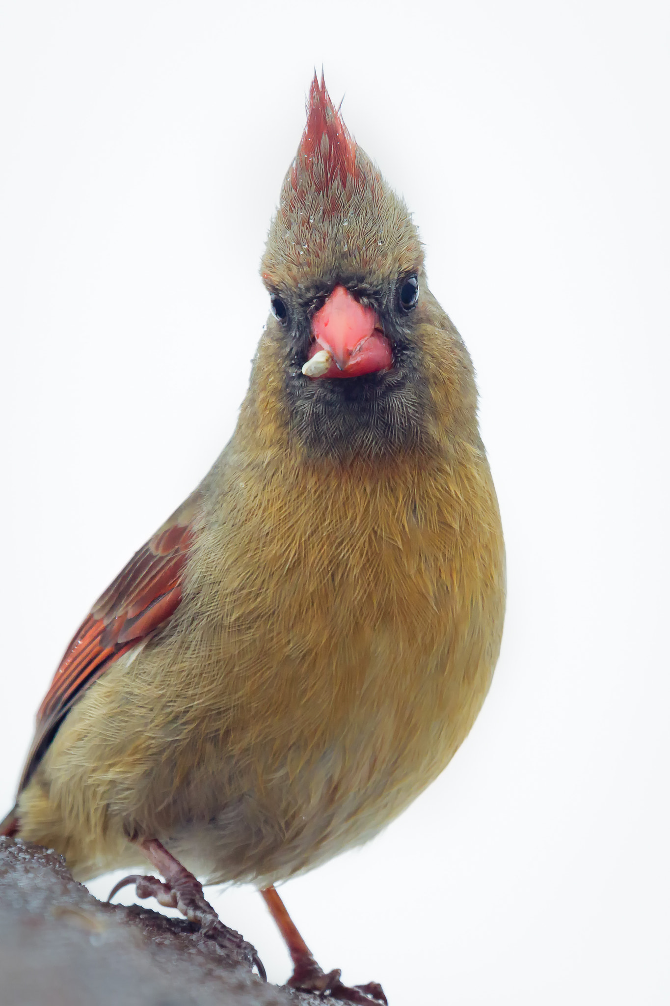 Canon EOS 7D Mark II + Canon EF 100-400mm F4.5-5.6L IS USM sample photo. Female norther cardinal in snow photography