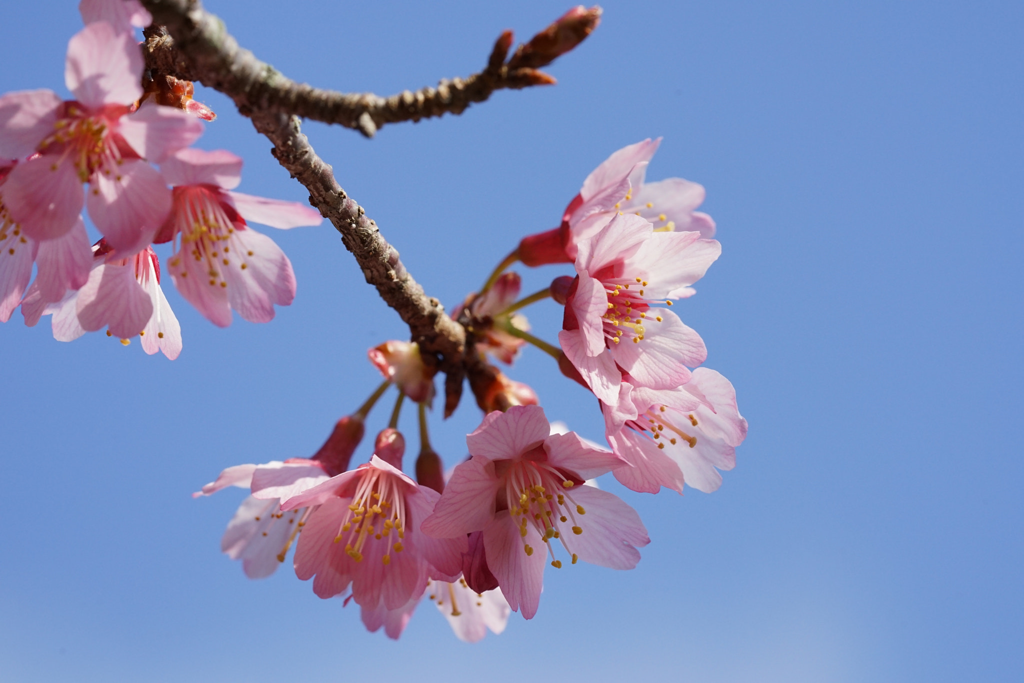 Sony a7 II + Sony FE 90mm F2.8 Macro G OSS sample photo. Sakura(おかめざくら) photography