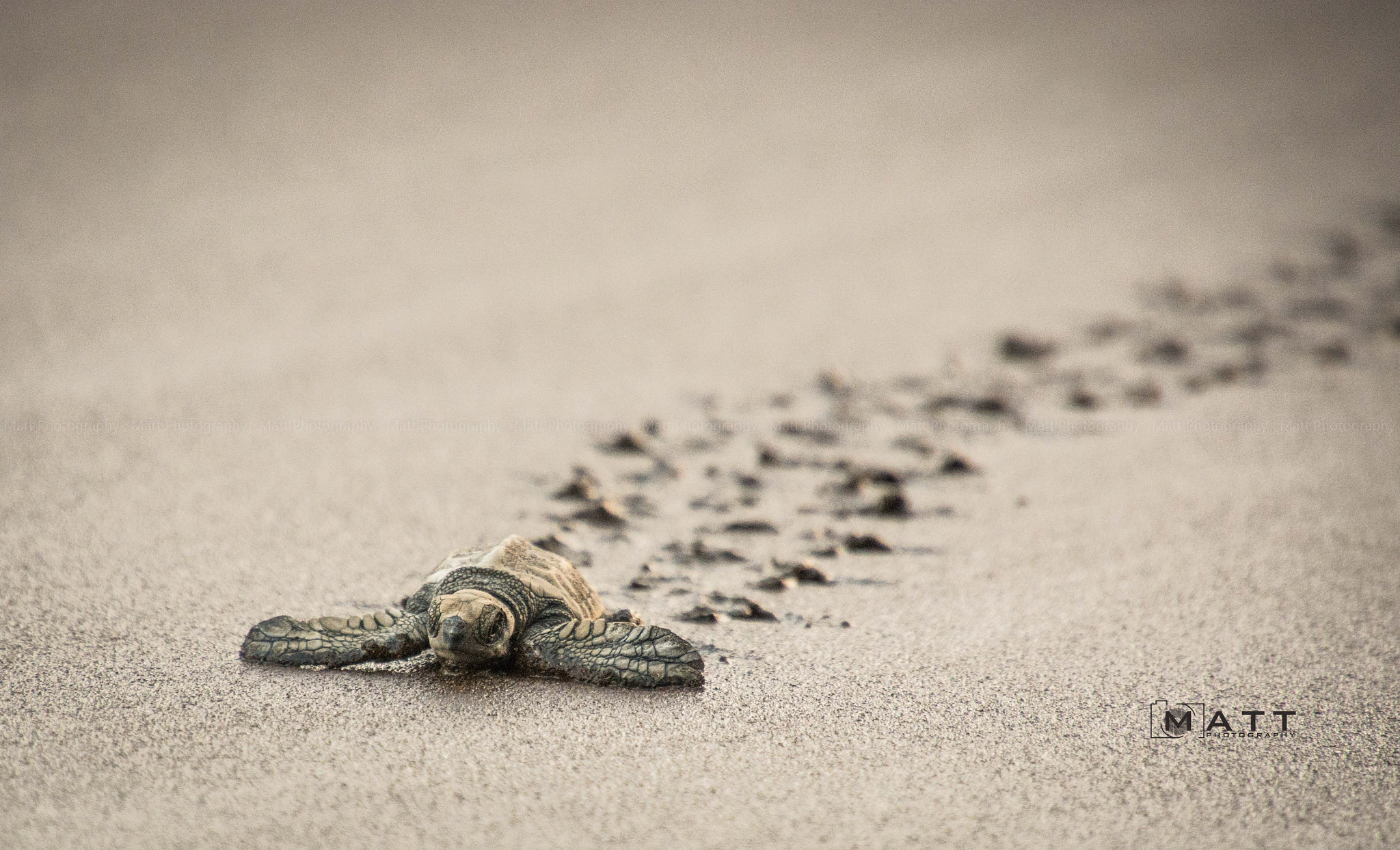 Nikon D7100 sample photo. Olive ridley turtle photography