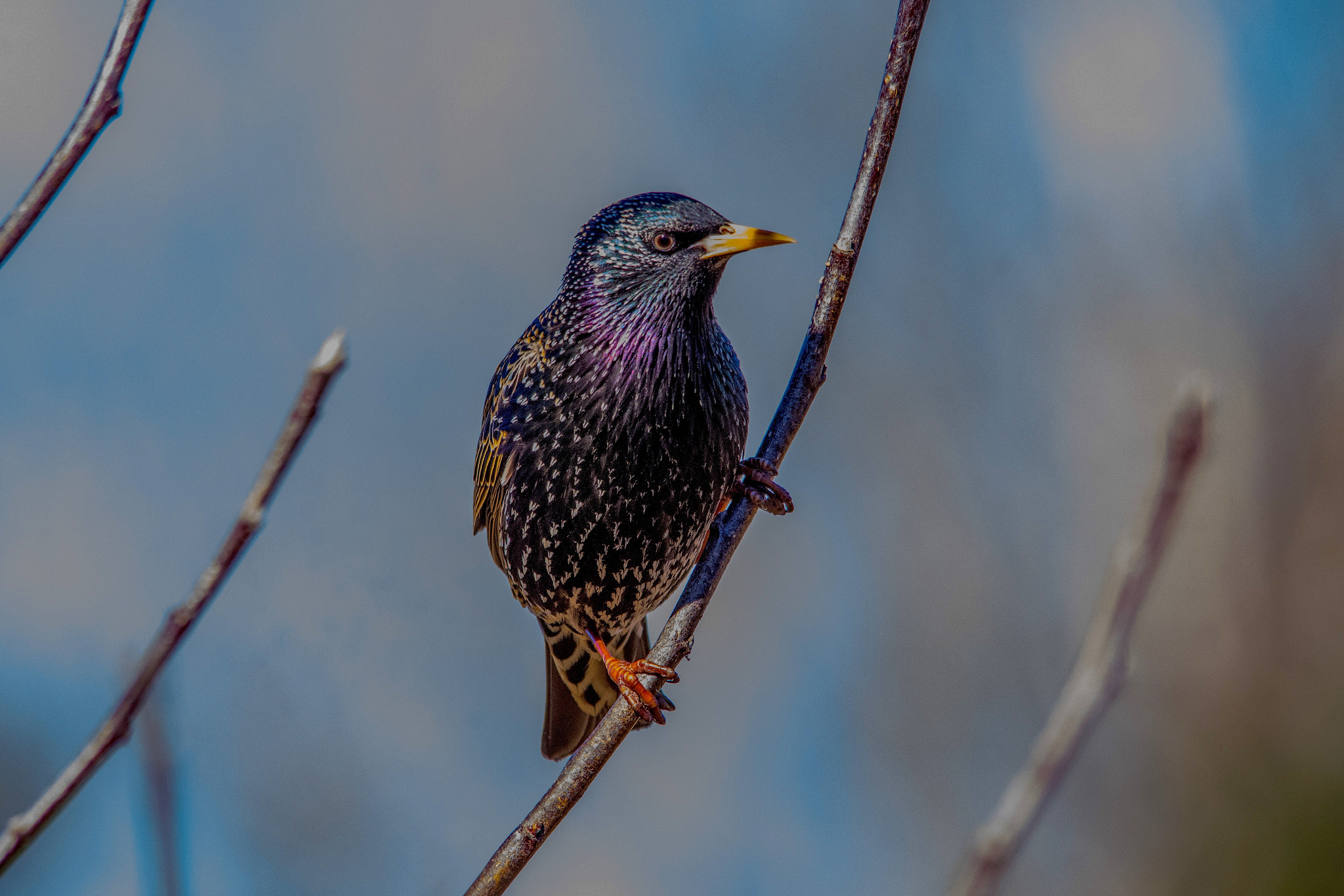 Nikon D7200 + Sigma 150-500mm F5-6.3 DG OS HSM sample photo. Starling photography