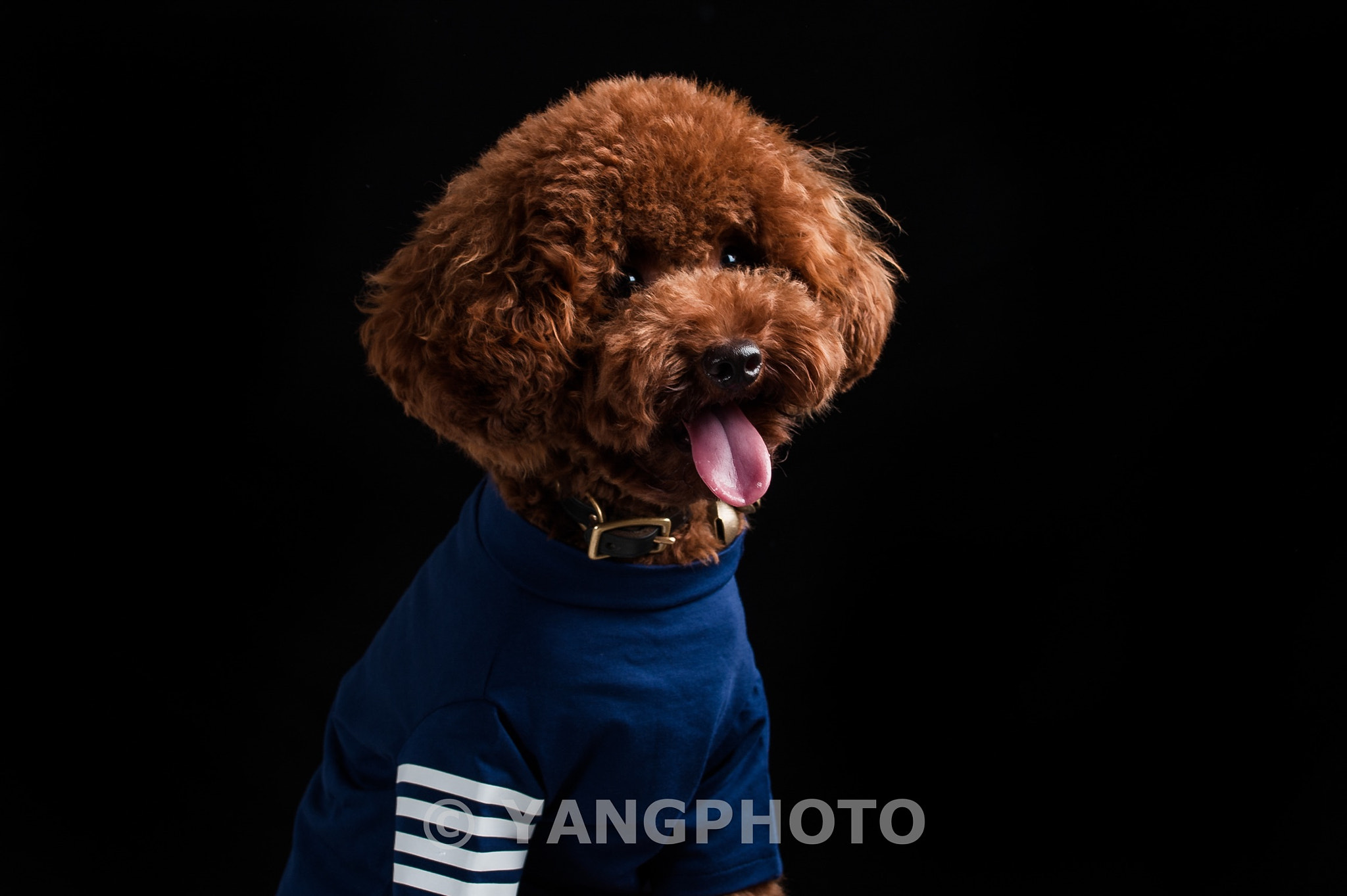 Nikon AF-S Nikkor 70-200mm F4G ED VR sample photo. Pet photography