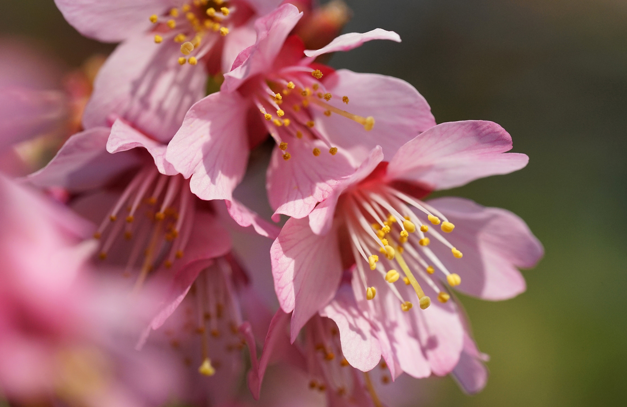 Sony a7 II + Sony FE 90mm F2.8 Macro G OSS sample photo. Sakura(おかめざくら) photography