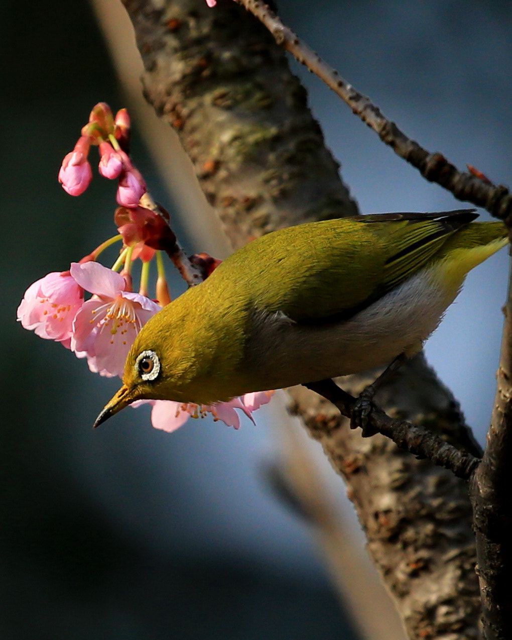 Canon EOS-1D X sample photo