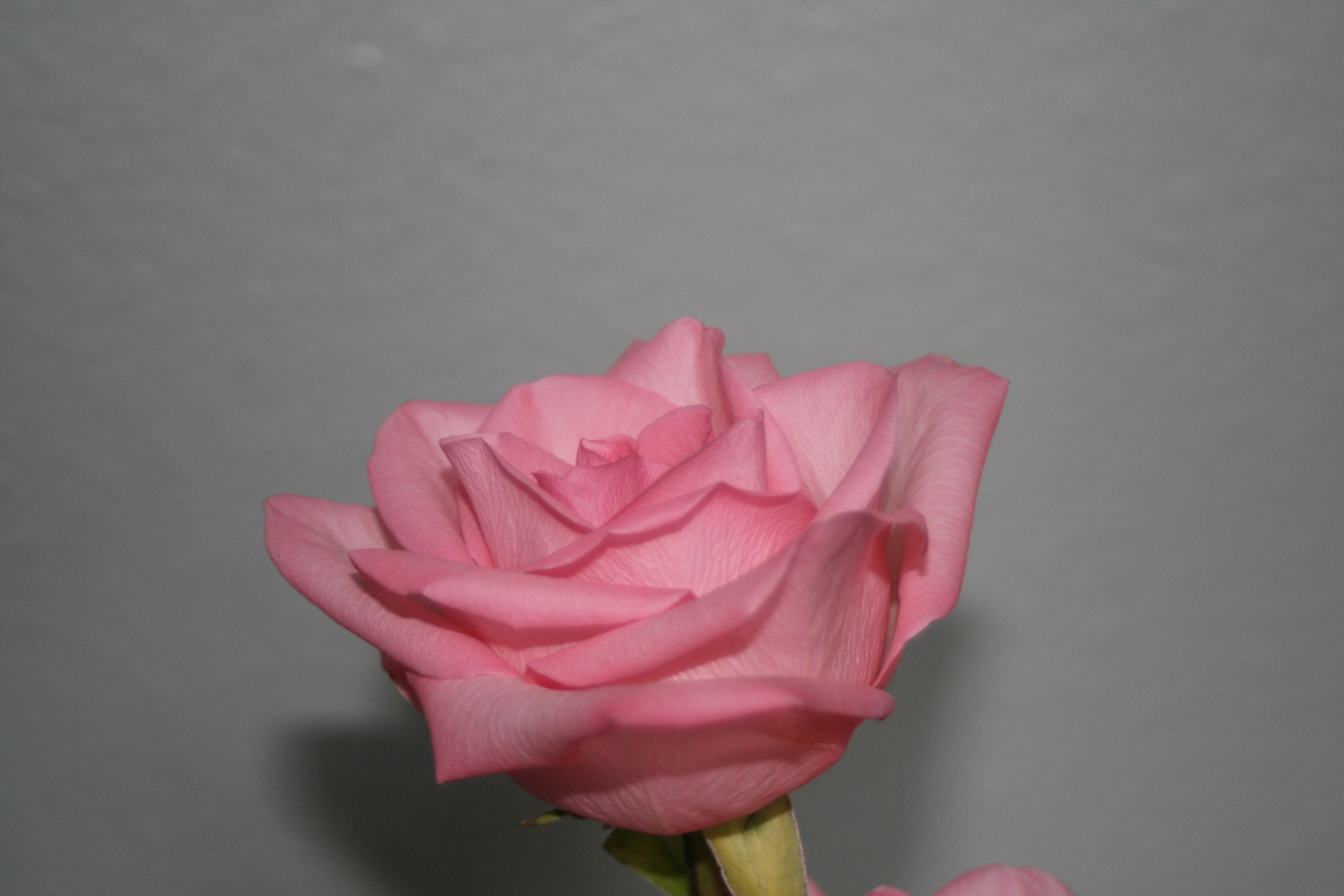 Canon EOS 400D (EOS Digital Rebel XTi / EOS Kiss Digital X) sample photo. Pink rose photography