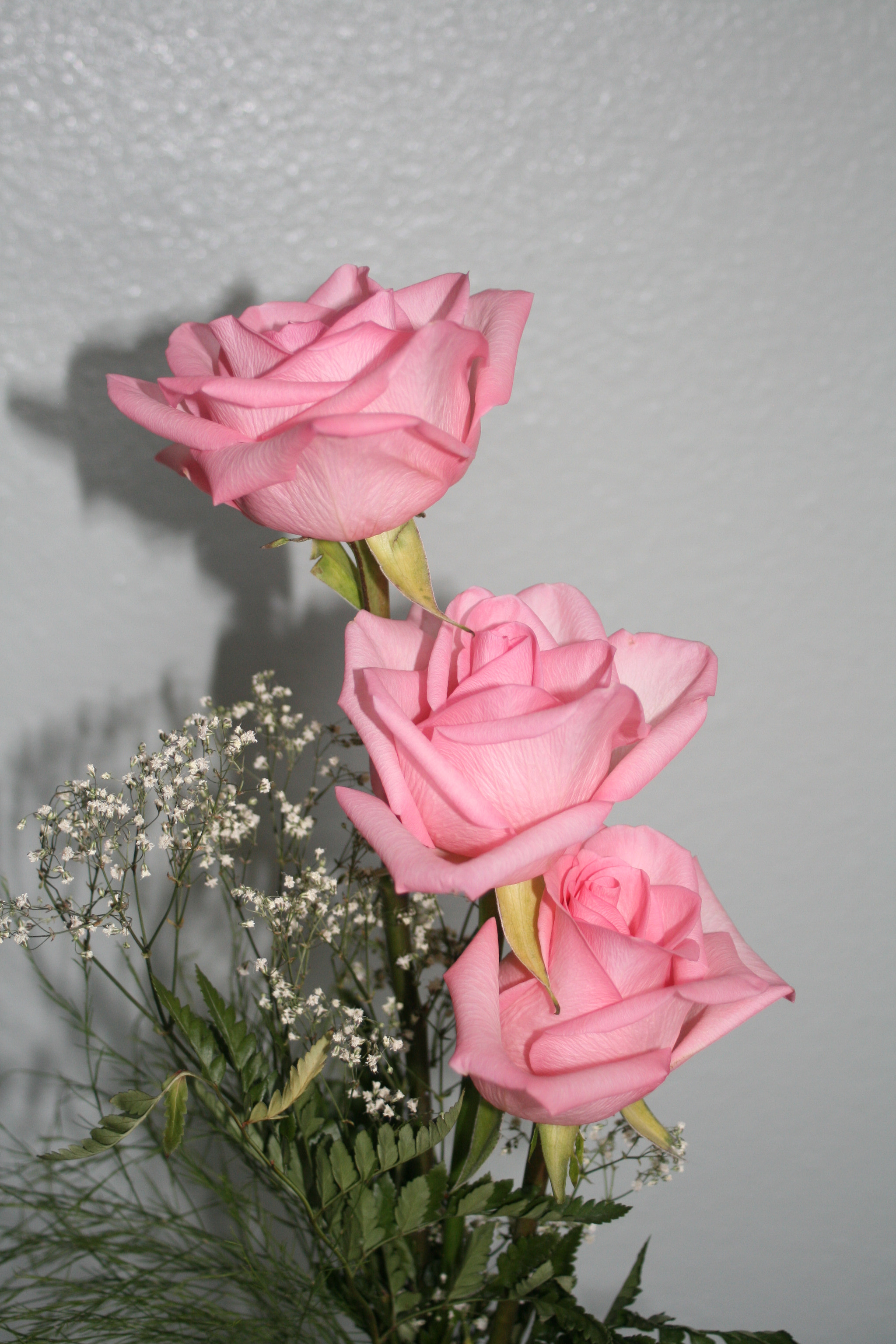 Canon EOS 400D (EOS Digital Rebel XTi / EOS Kiss Digital X) sample photo. Pink roses photography