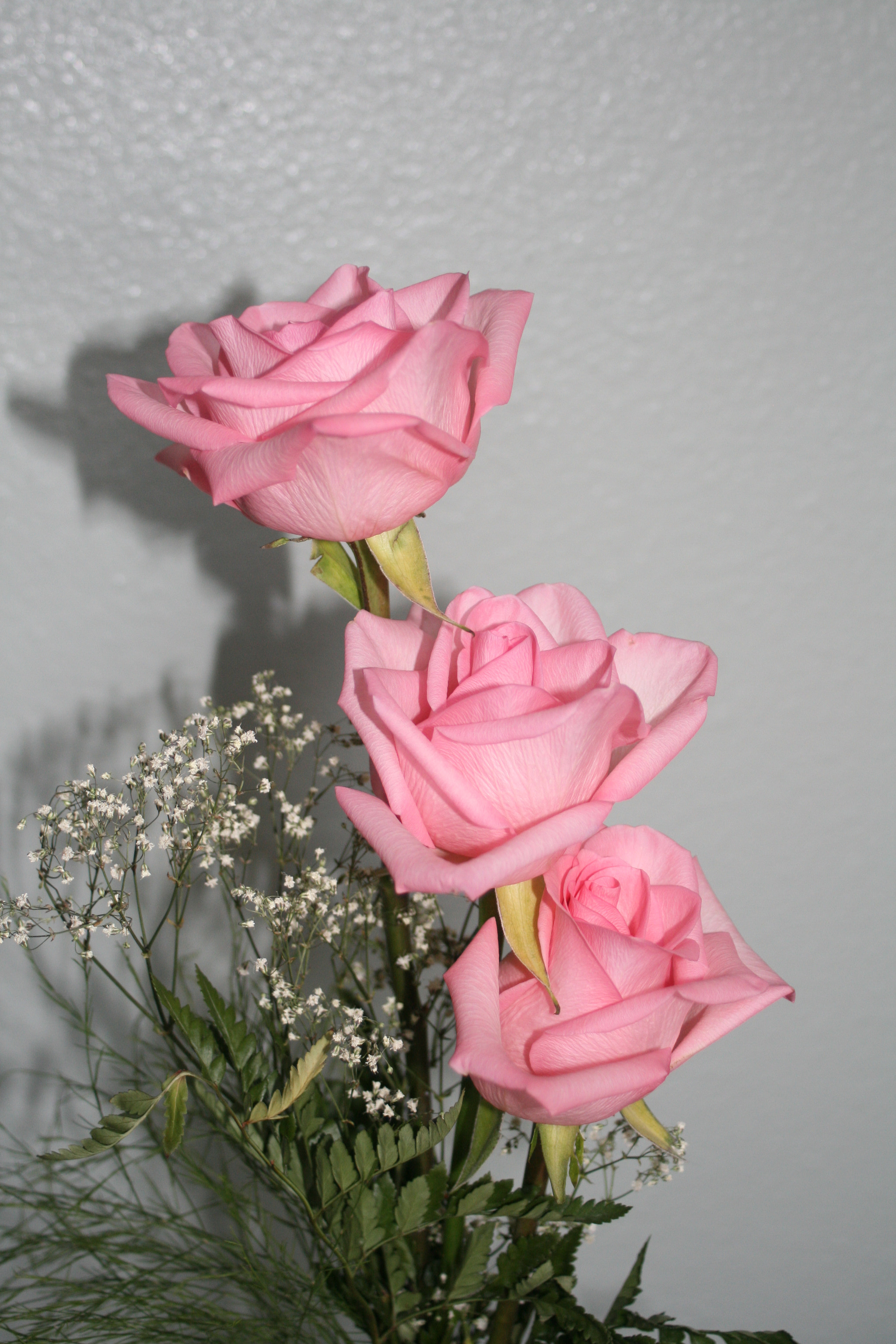 Canon EF 28-80mm f/3.5-5.6 sample photo. Pink roses photography