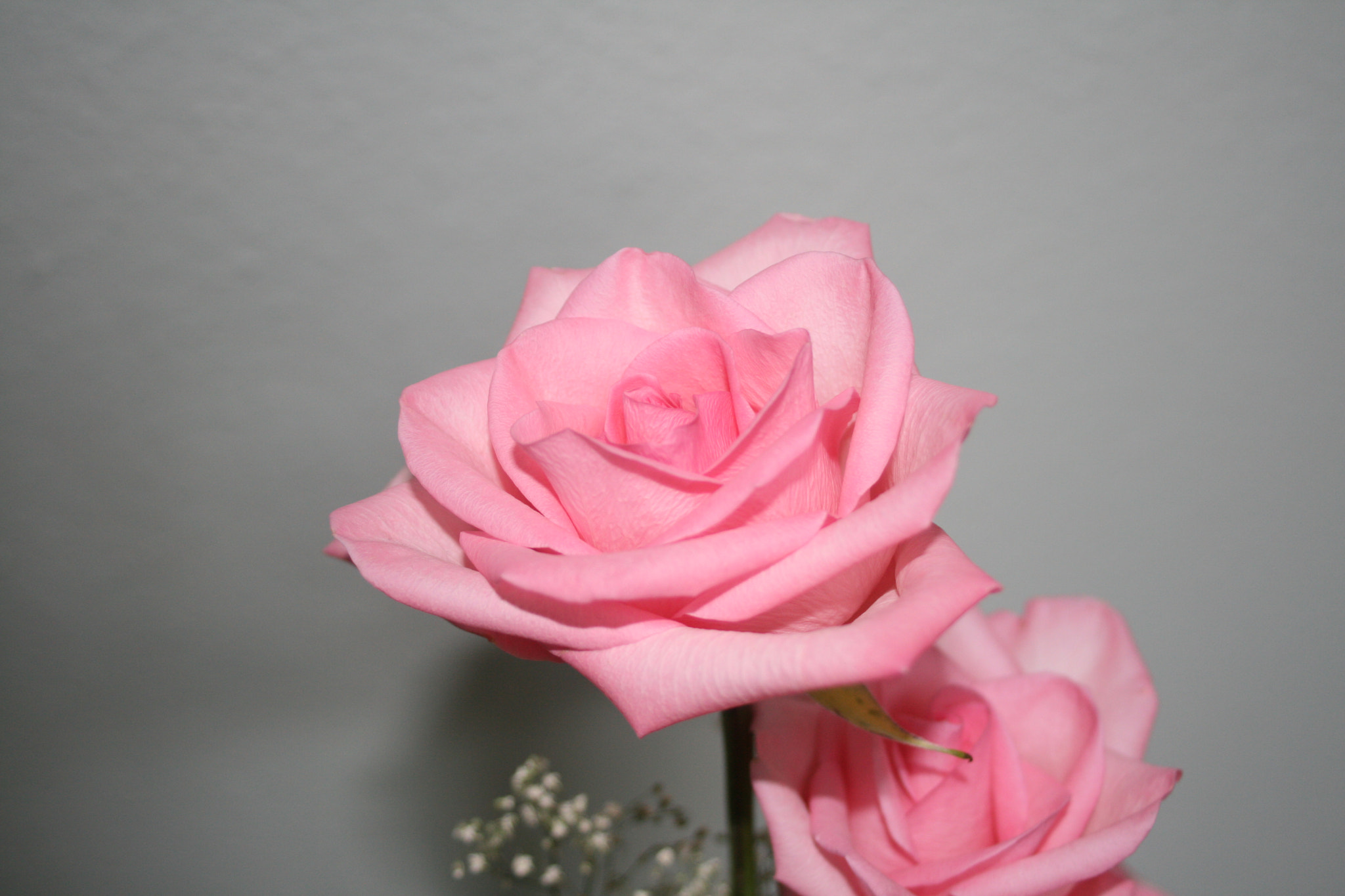 Canon EF 28-80mm f/3.5-5.6 sample photo. Pink roses photography