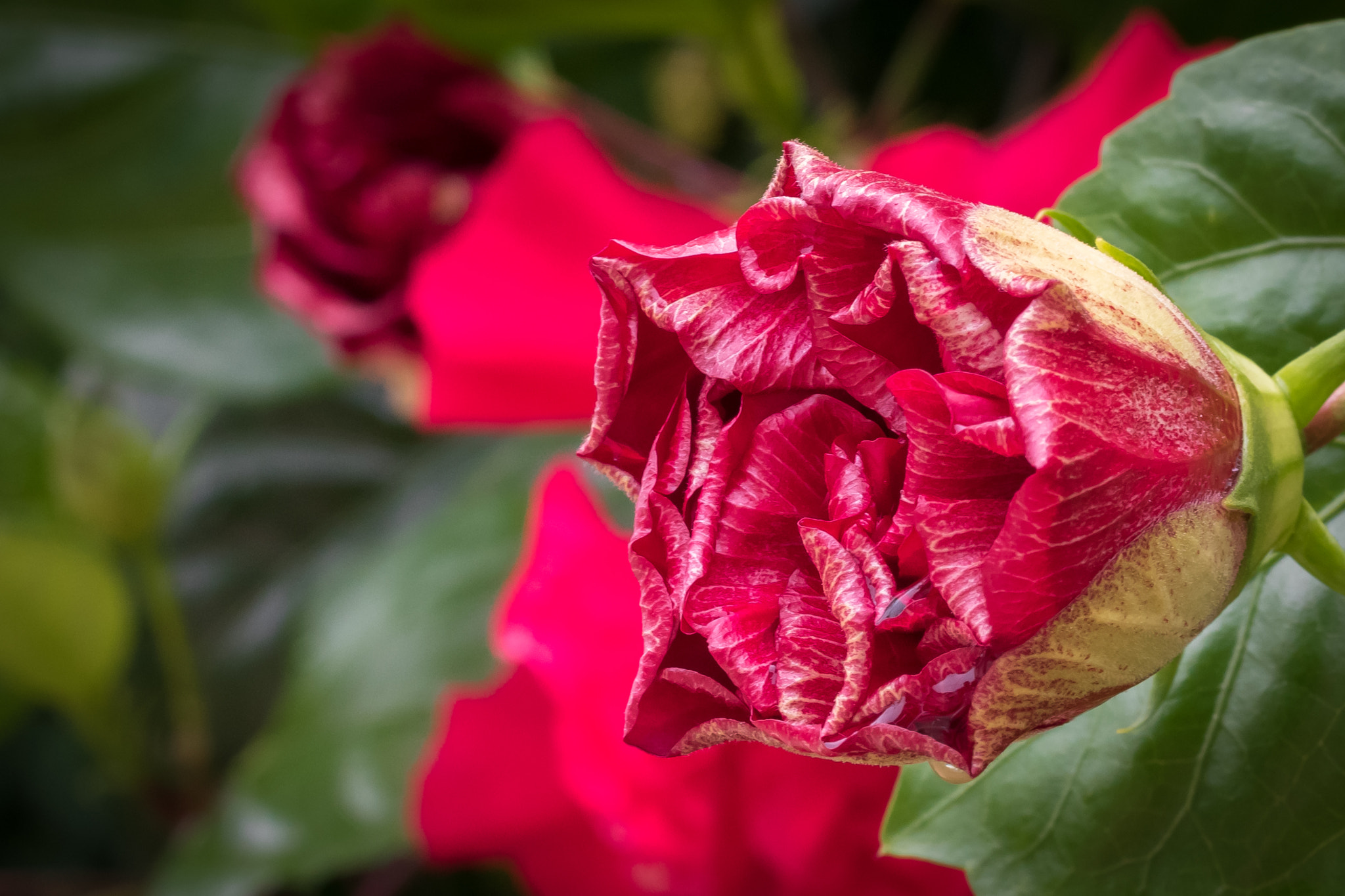 Nikon D5500 + Nikon AF-S Nikkor 50mm F1.8G sample photo. Pink hibiscus flowers are blooming. photography