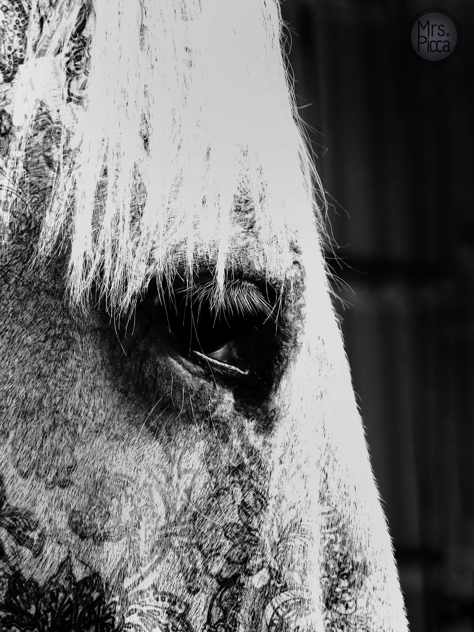 Ricoh PENTAX XG-1 sample photo. Horse with tattoos photography