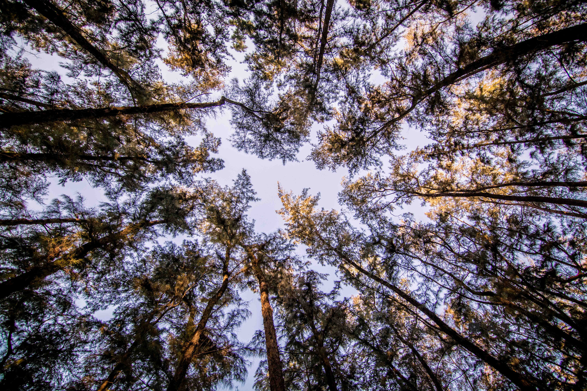 Nikon D7100 sample photo. Treescape photography