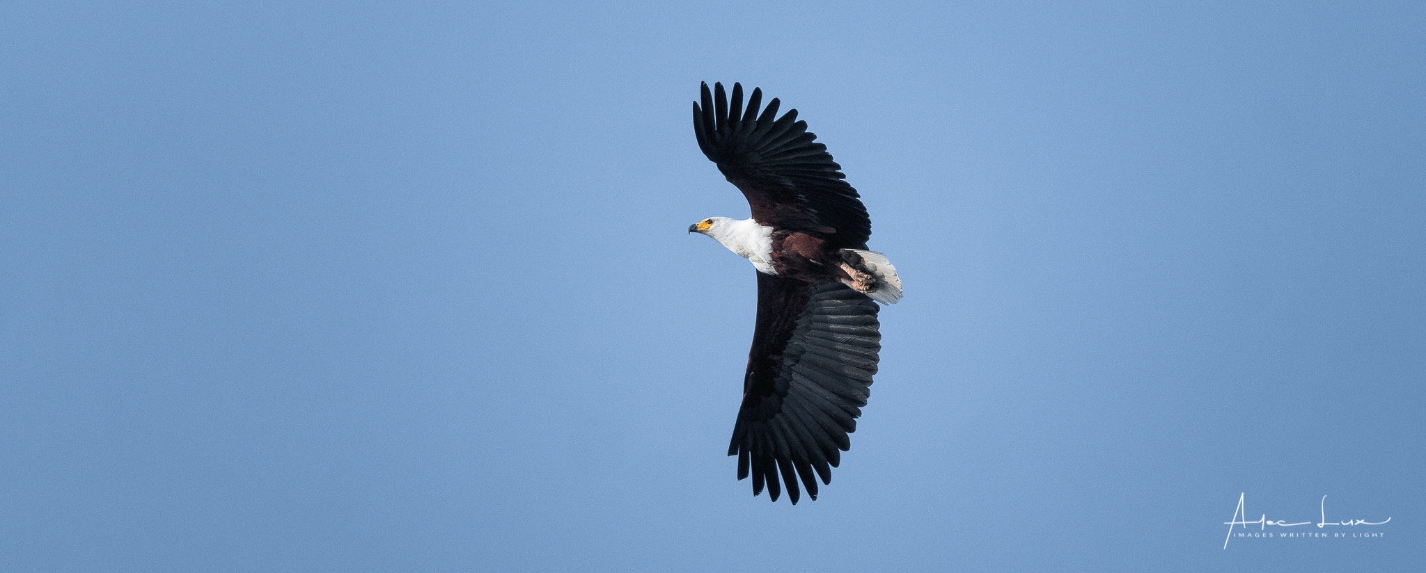 Nikon D300 sample photo. African fish eagle photography