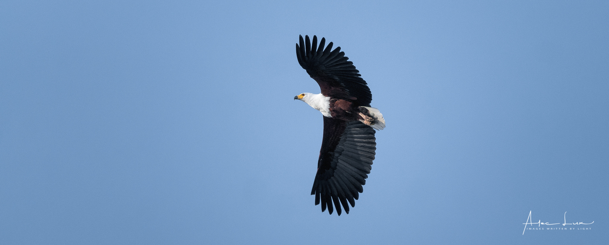 Nikon D300 + Nikon AF-S Nikkor 70-200mm F2.8G ED VR II sample photo. African fish eagle photography