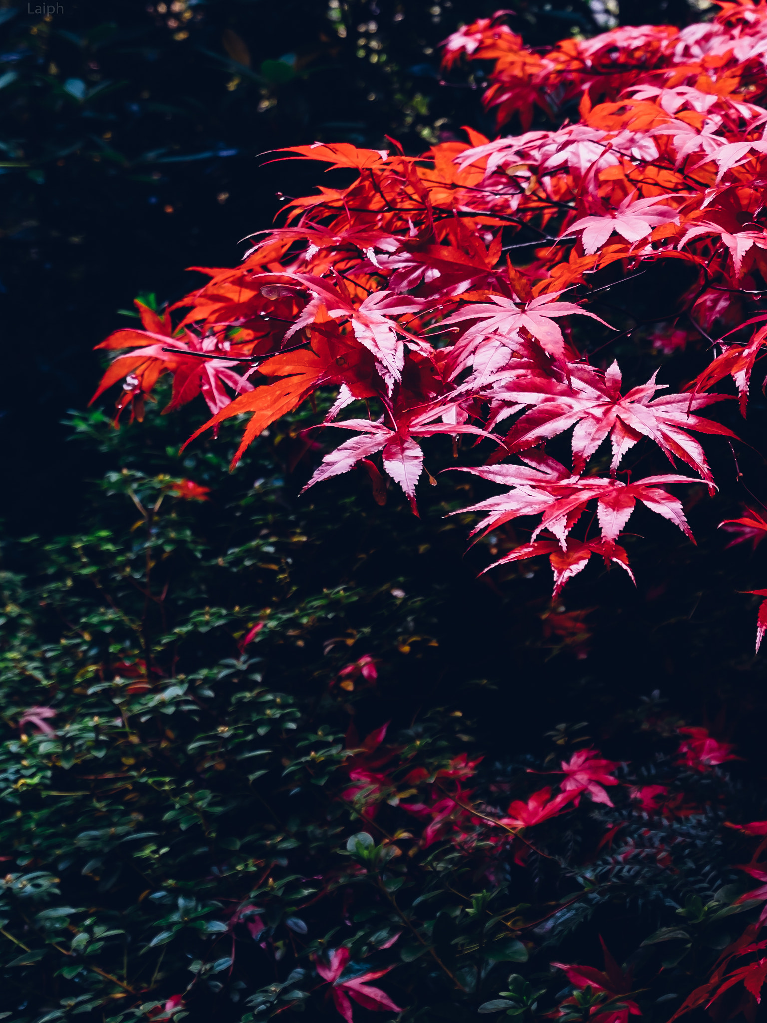 Fujifilm XF 10-24mm F4 R OIS sample photo. Fall photography