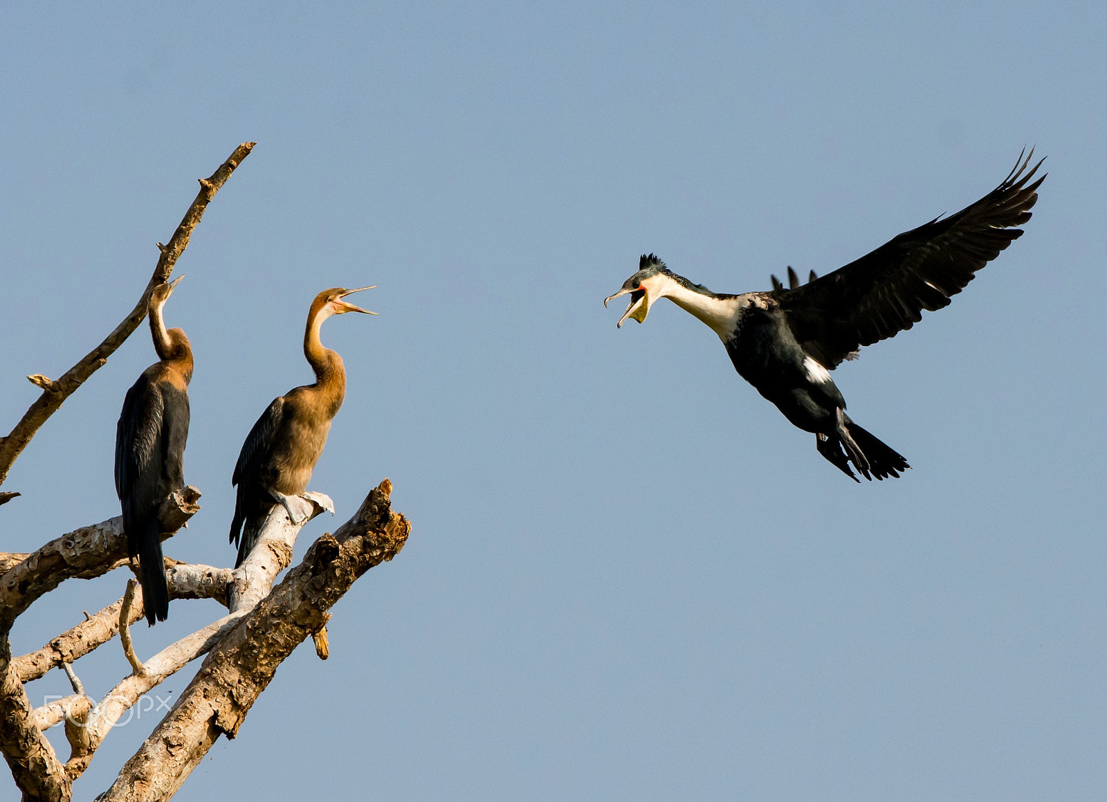 Nikon AF-S Nikkor 200-500mm F5.6E ED VR sample photo. White breasted cormorant photography