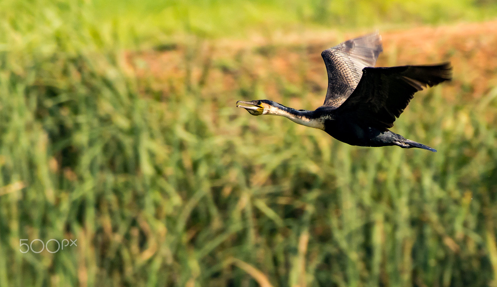Nikon AF-S Nikkor 200-500mm F5.6E ED VR sample photo. White breasted cormorant photography