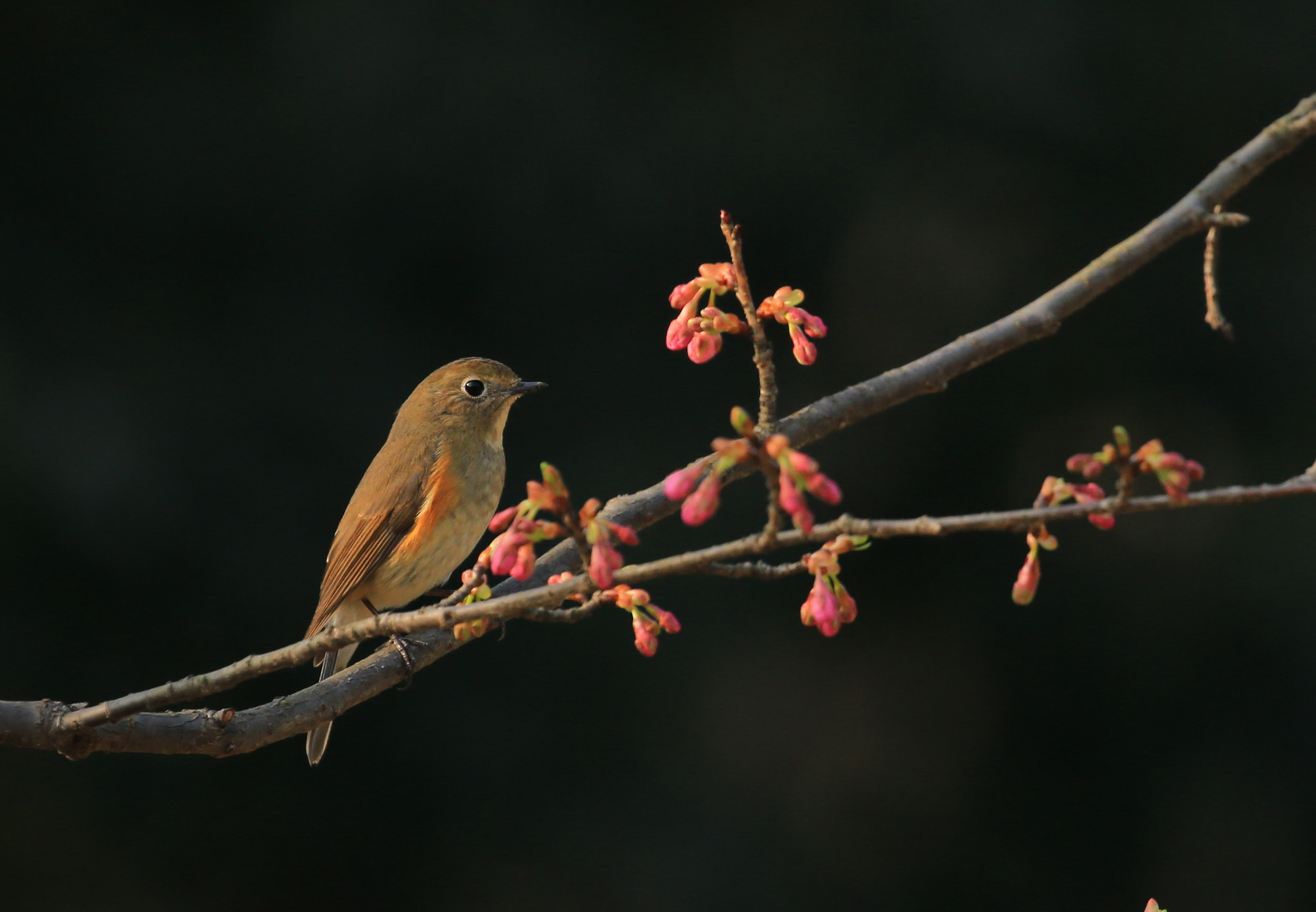 Canon EOS-1D X sample photo. Little spirit photography