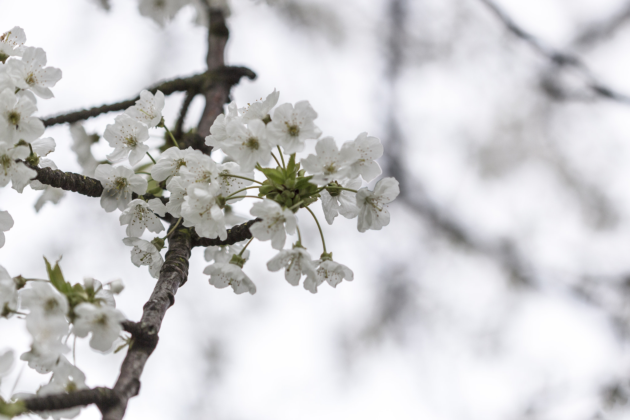 Canon EF 100mm F2.8 Macro USM sample photo. Blossom photography